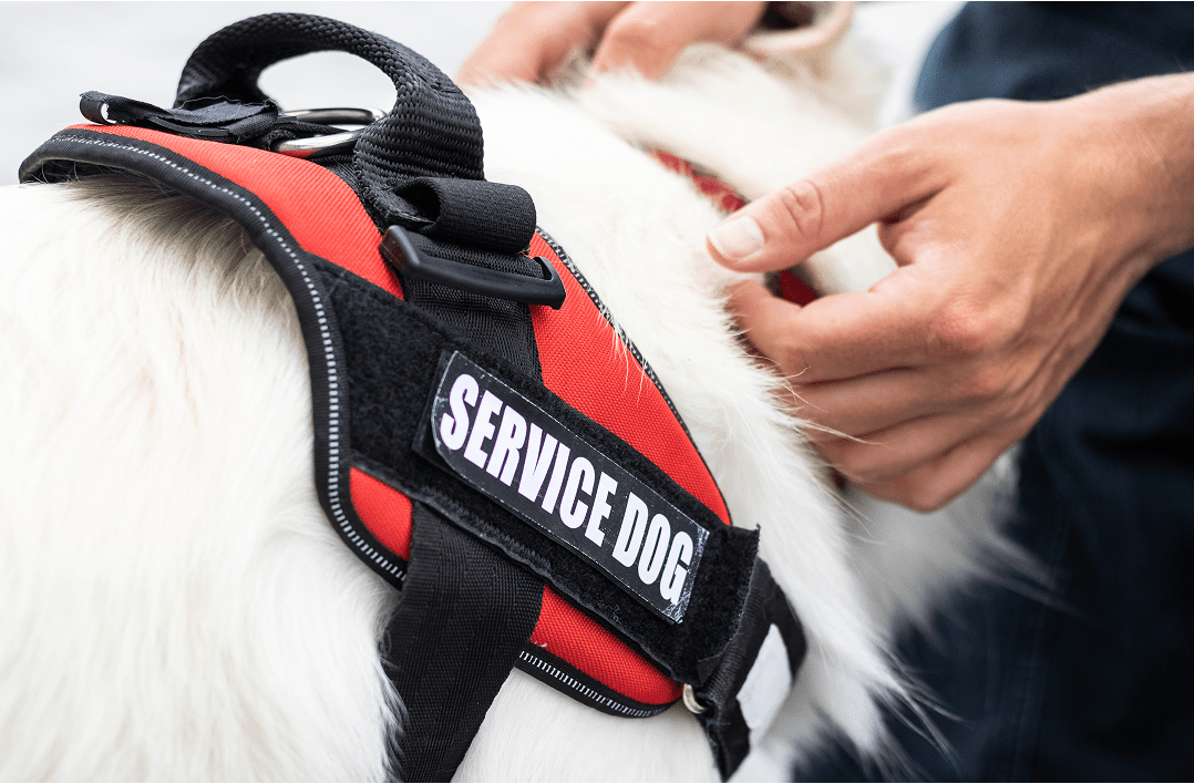 Man Petting Service Dog