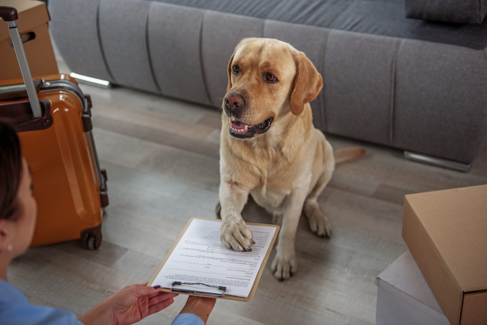 An emotional support dog putting paw on paperwork.