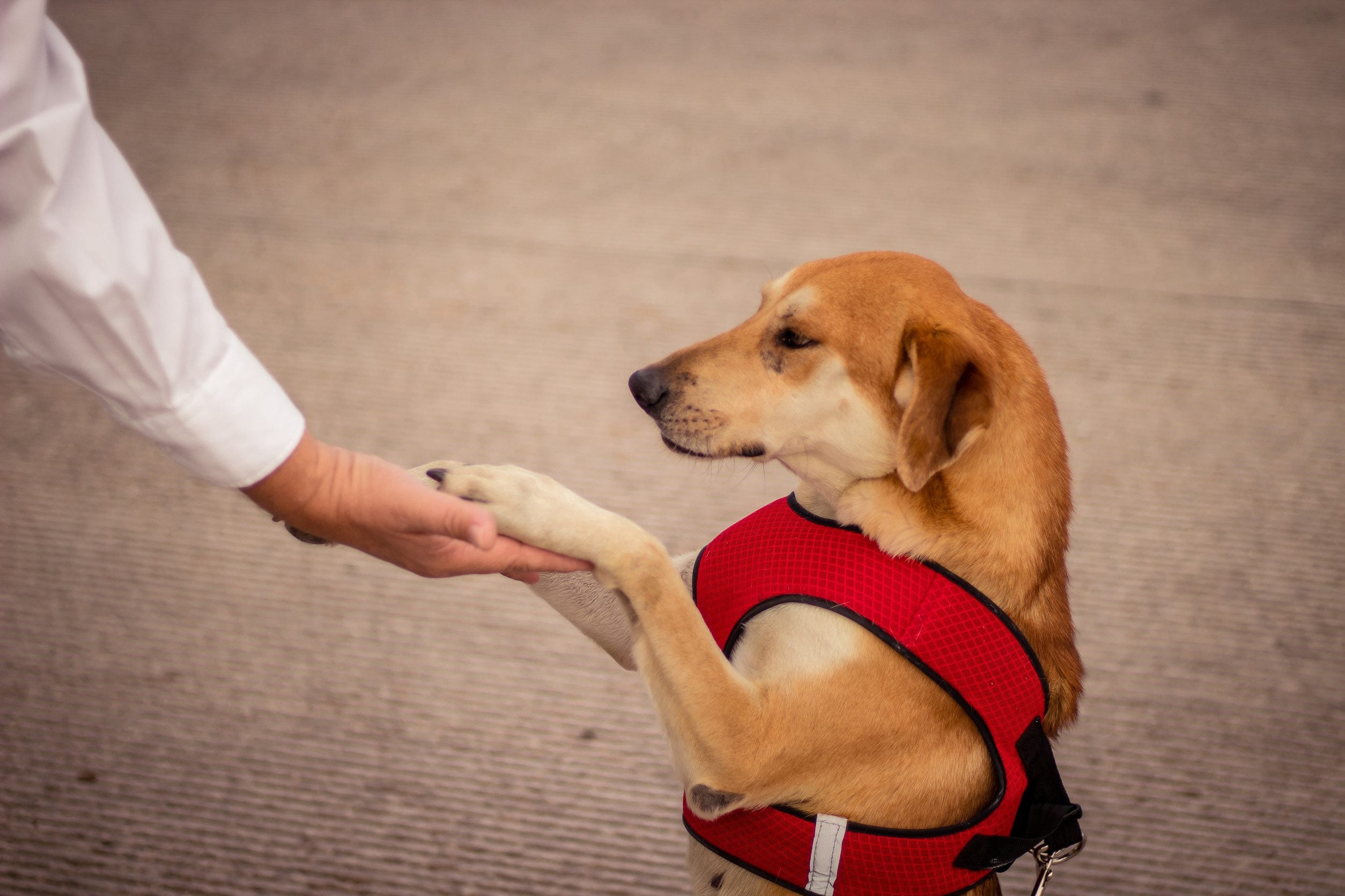 A dog wearing a red emotional support vest outside in Fayetteville, Arkansas.