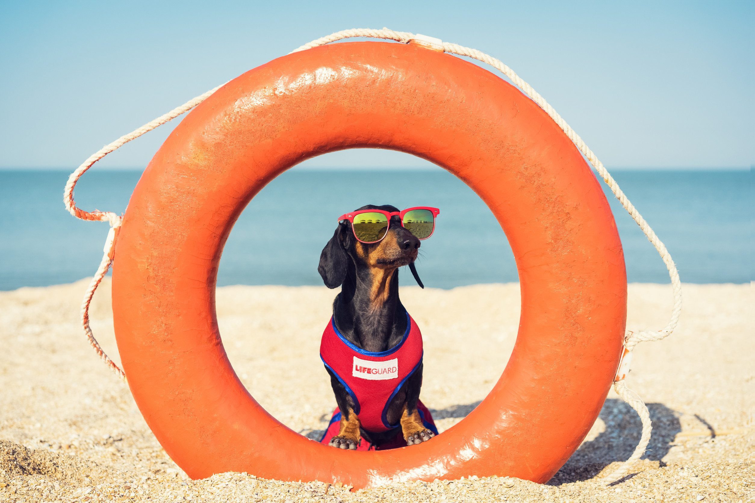An ESA dachshund sitting on the beach in a red costume vest in Long Beach, California.