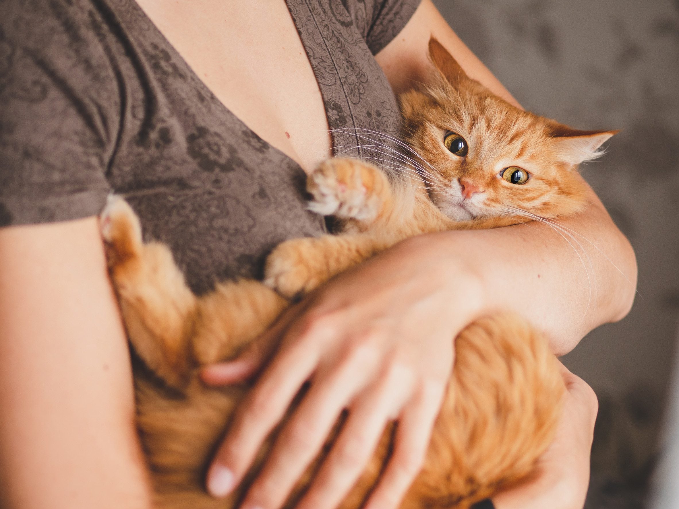 A young woman holding her emotional support cat in Scottsdale.