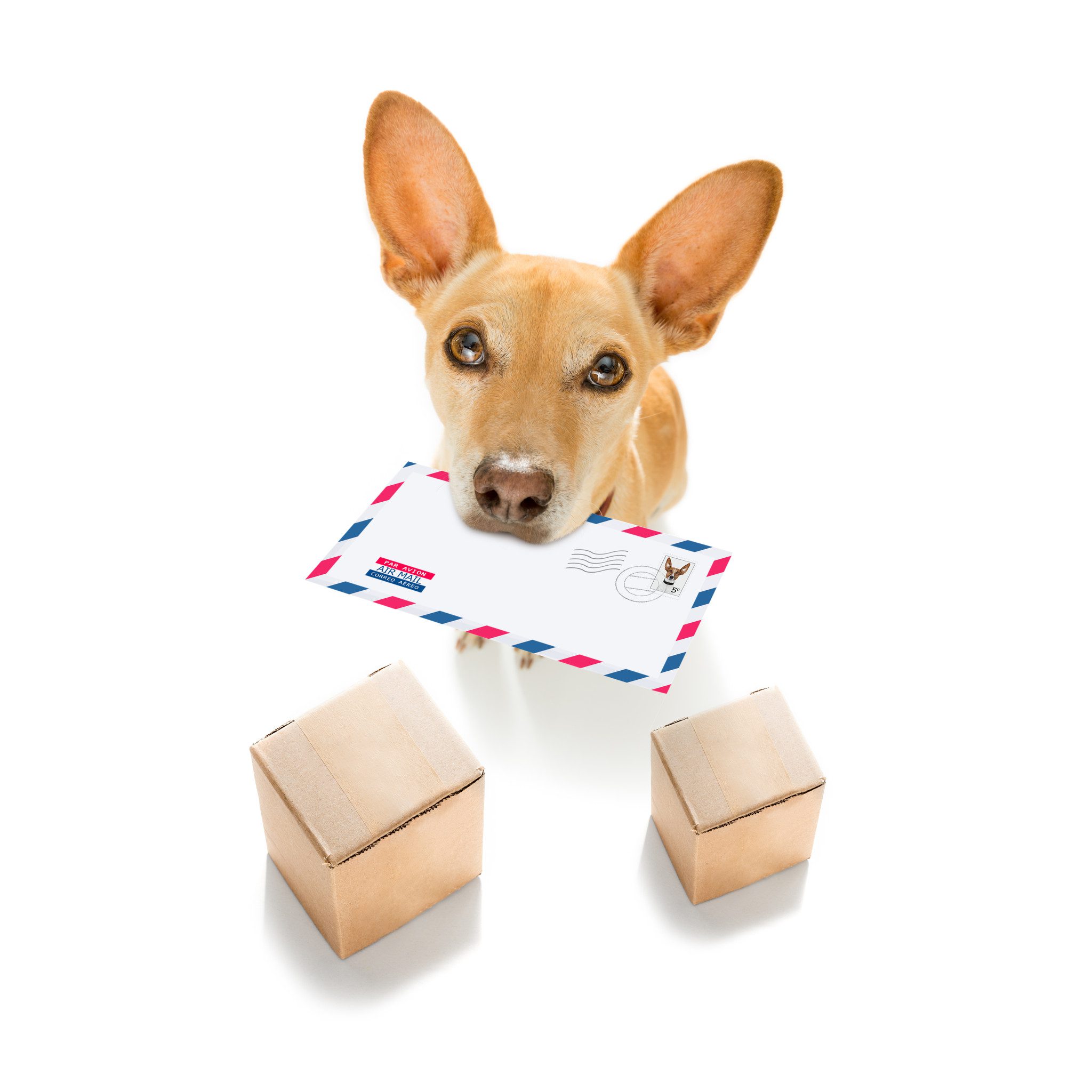 A Chihuahua holding an emotional support animal letter in an envelope in Santa Ana.