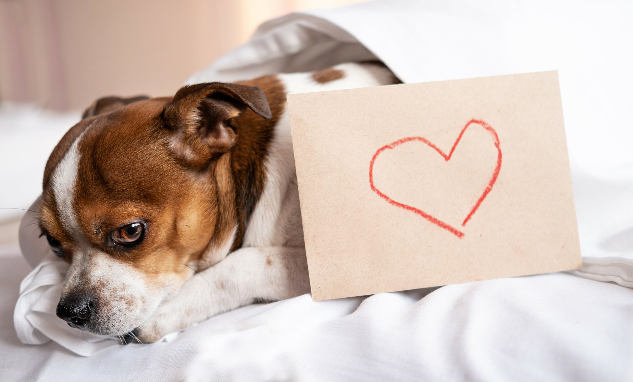 A Chihuahua dog sitting next to an envelope that has a heart on it, symbolizing an ESA letter in Fresno.