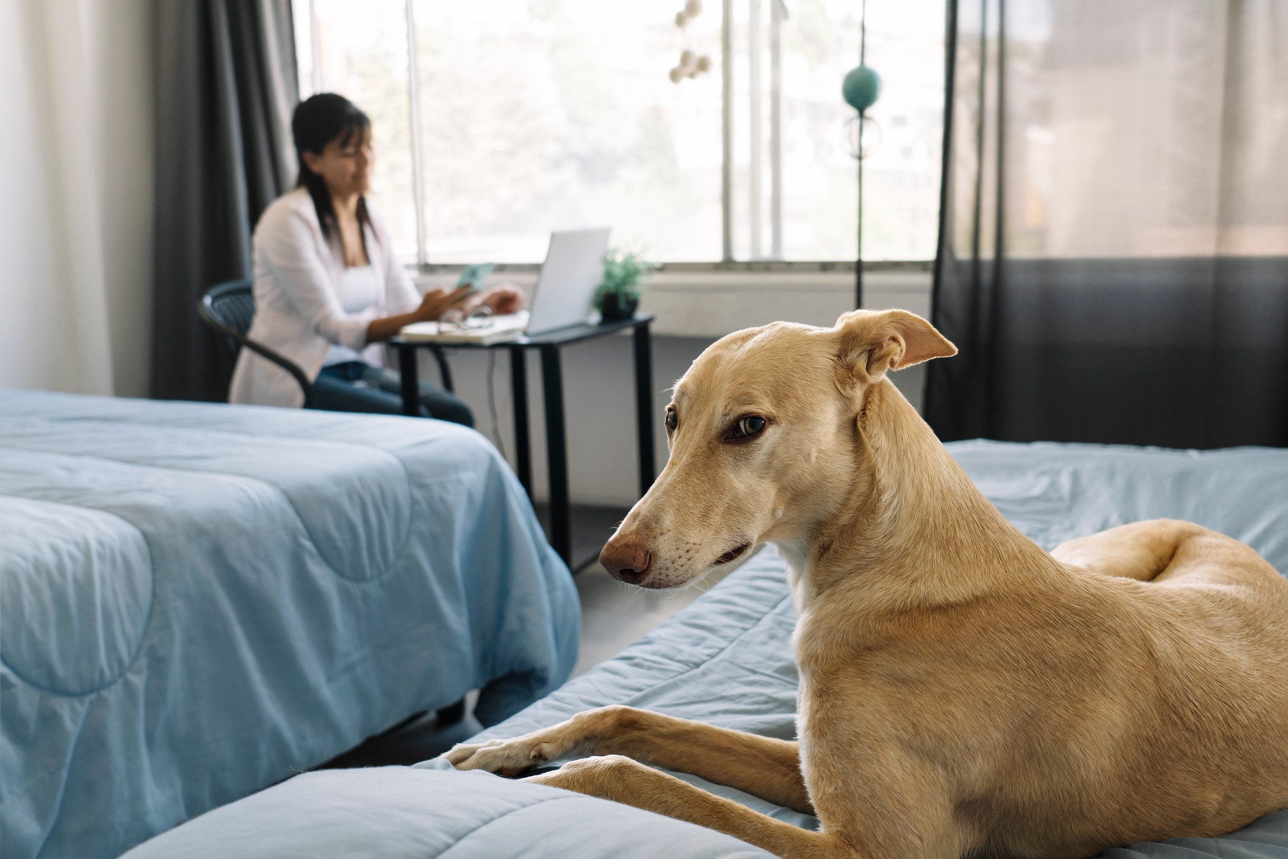 A skinny yellow dog looks concernedly at the camera on a dorm bed while a student collaborates on her laptop to prepare for a group presentation in her dorm room.