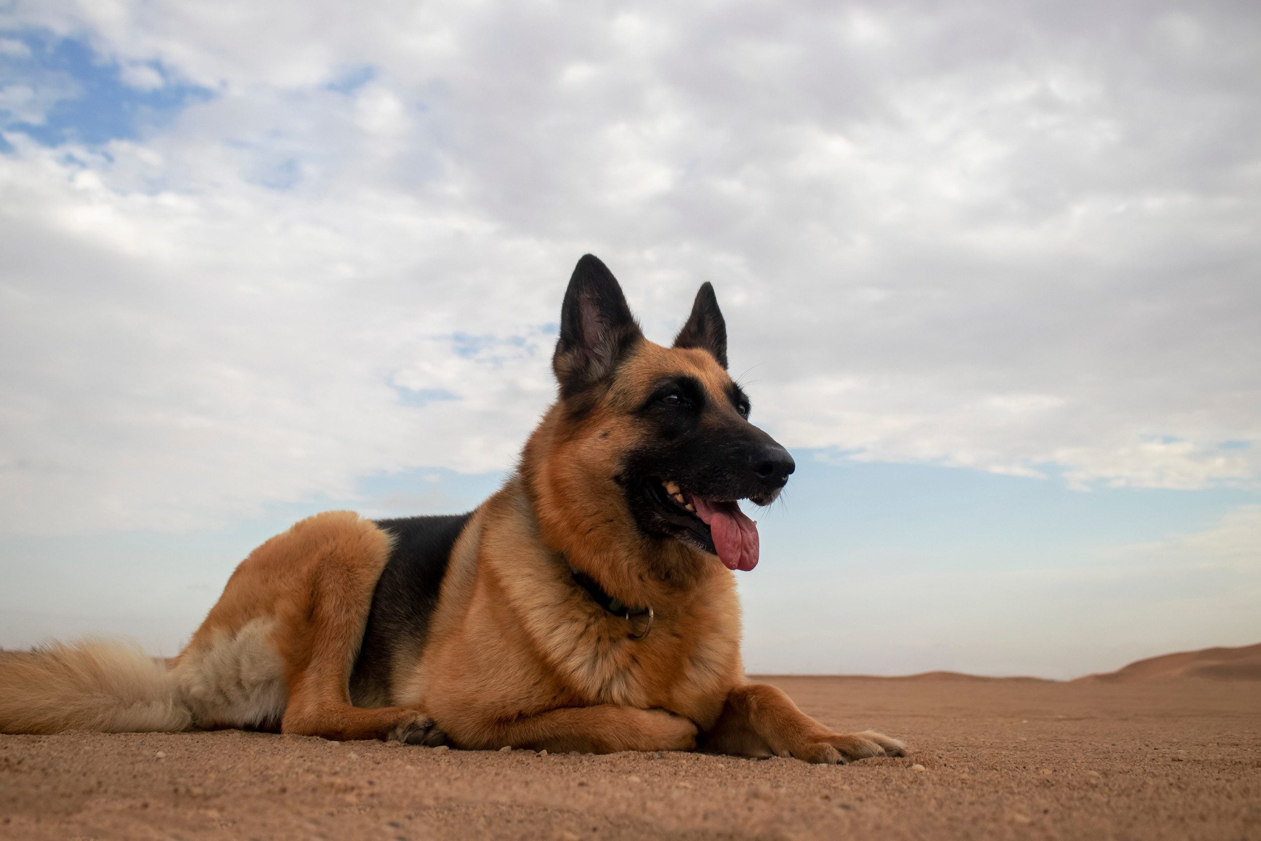 An emotional support German shepherd sitting in a desert in Scottsdale, Arizona.