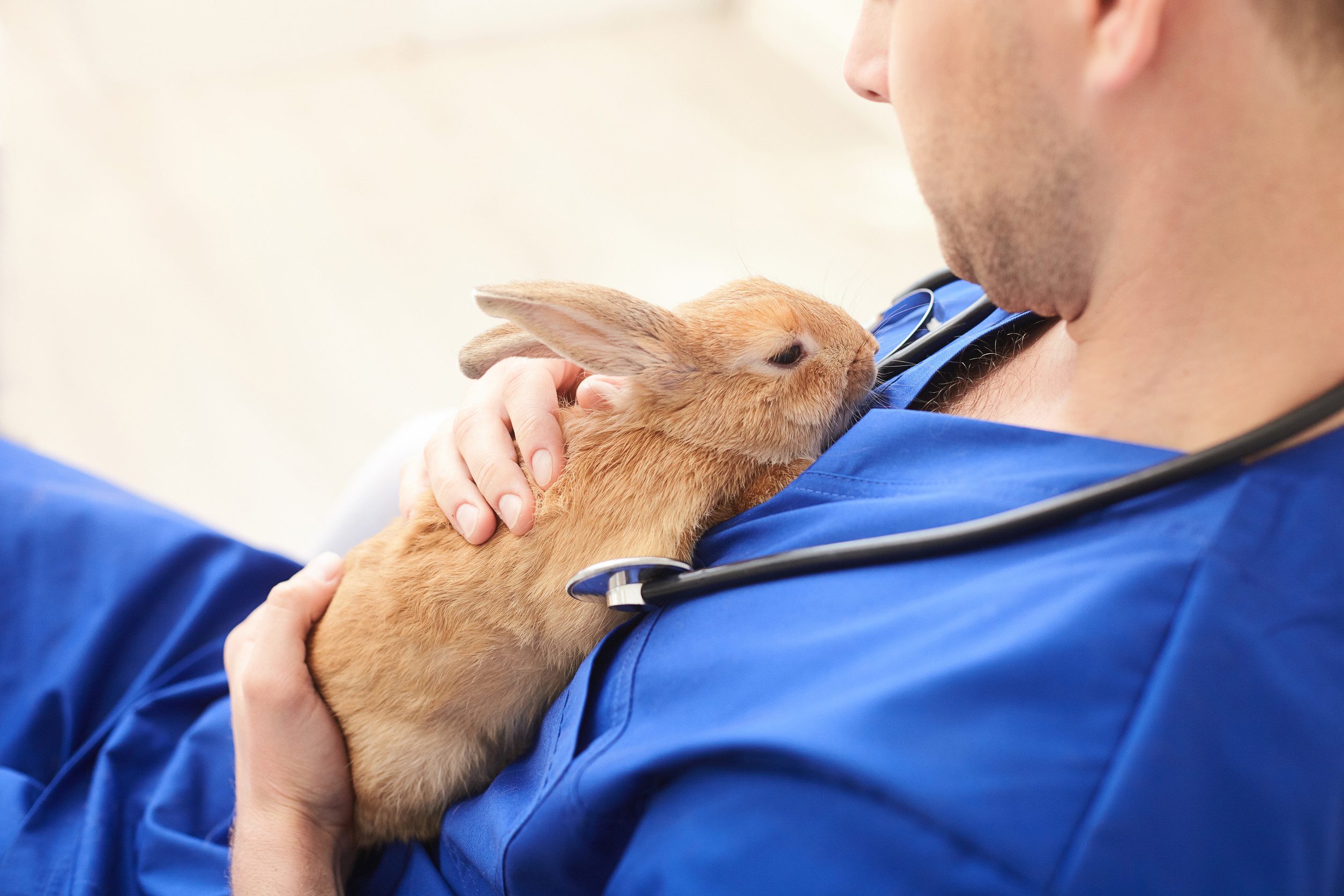 A red ESA rabbit providing comfort to a med student in blue scrubs with a stethoscope by cuddling with him in his tuscon dorm.