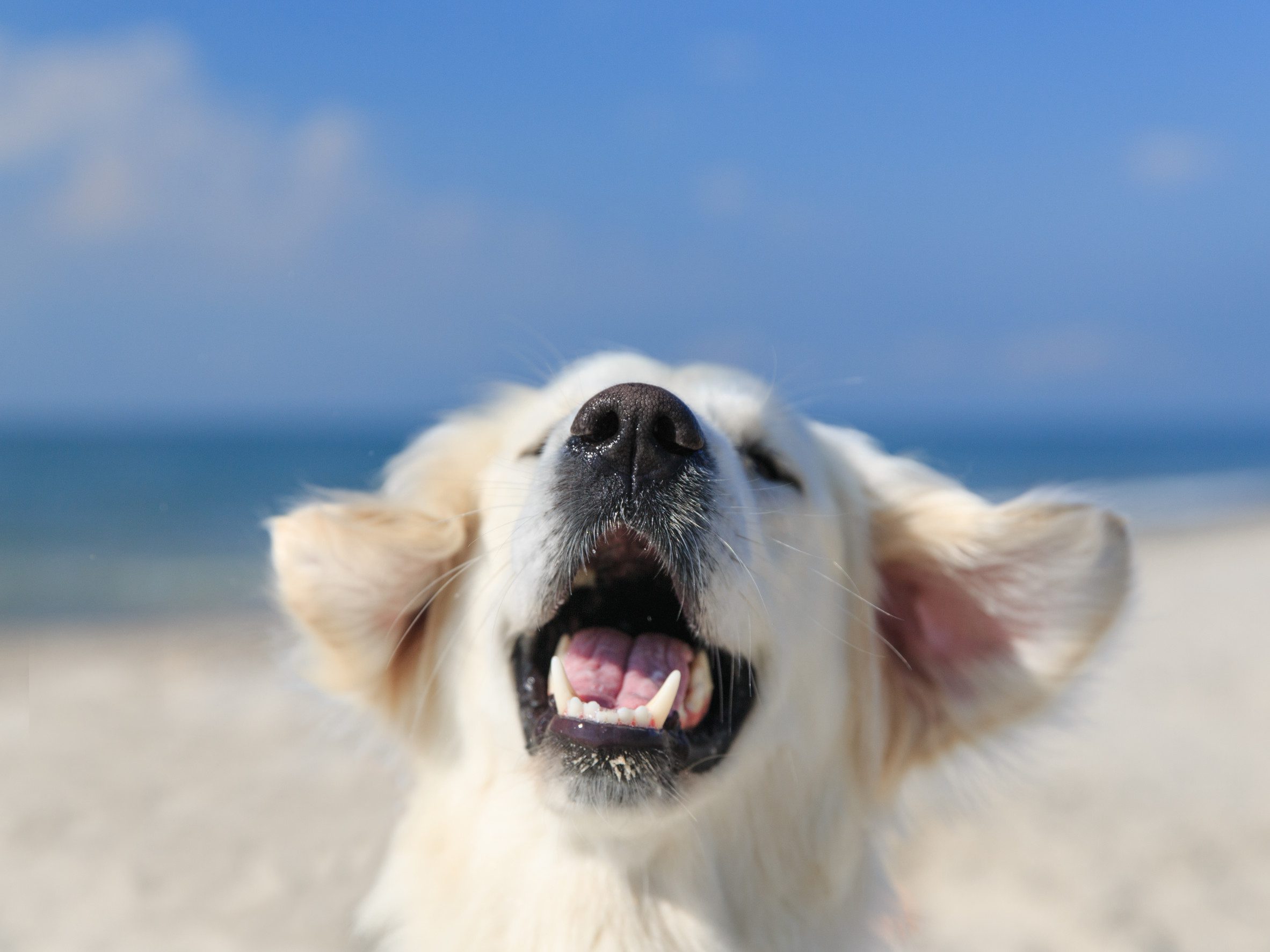 A happy golden retriever playing in the water at a beach just outside of Santa Ana, California.
