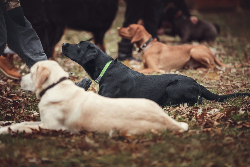 A group of dogs undergoing obedience training, a critical requirement for performing psychiatric service dog tasks.