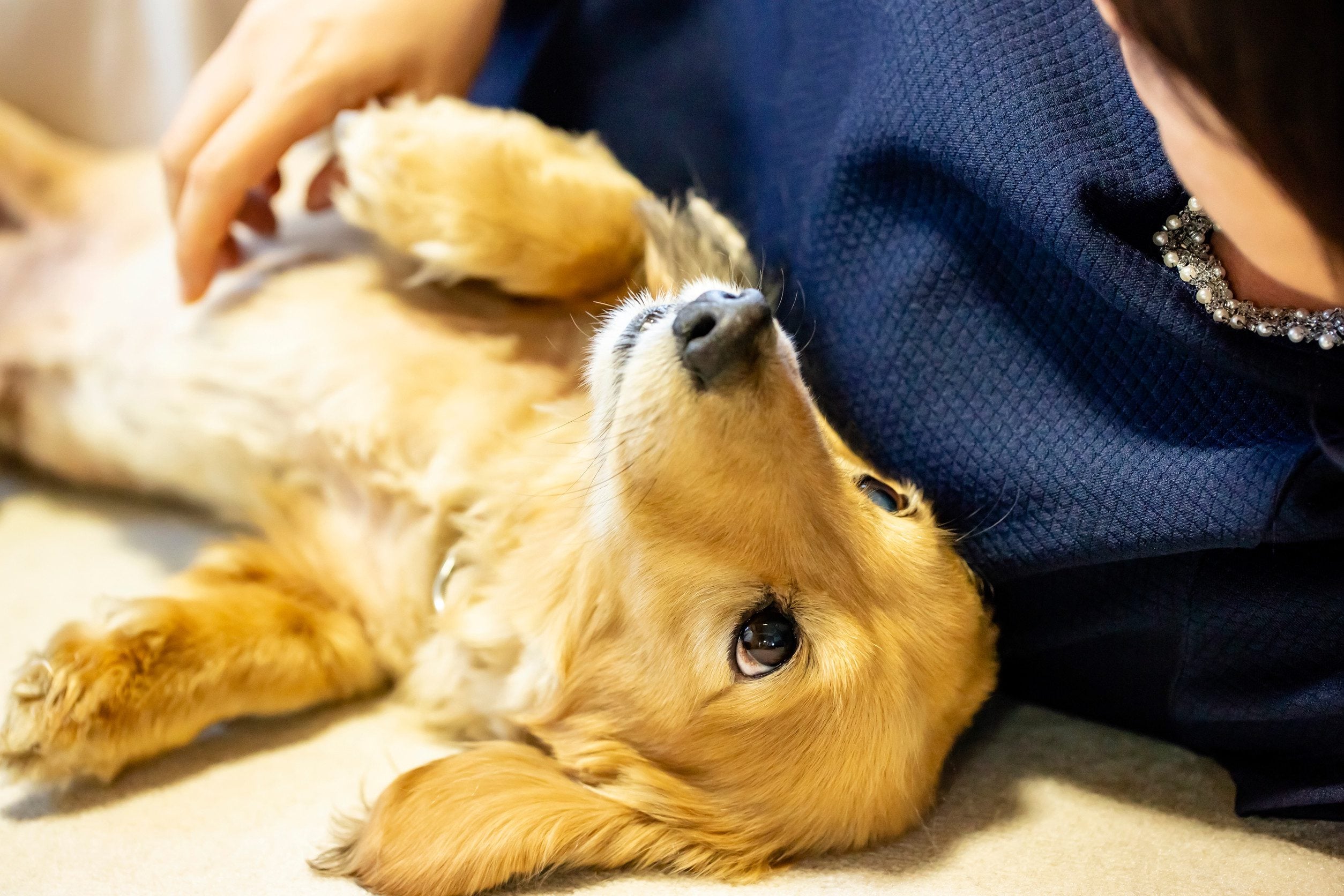 A person resting in bed with their emotional support animal dog in Evansville, IN.