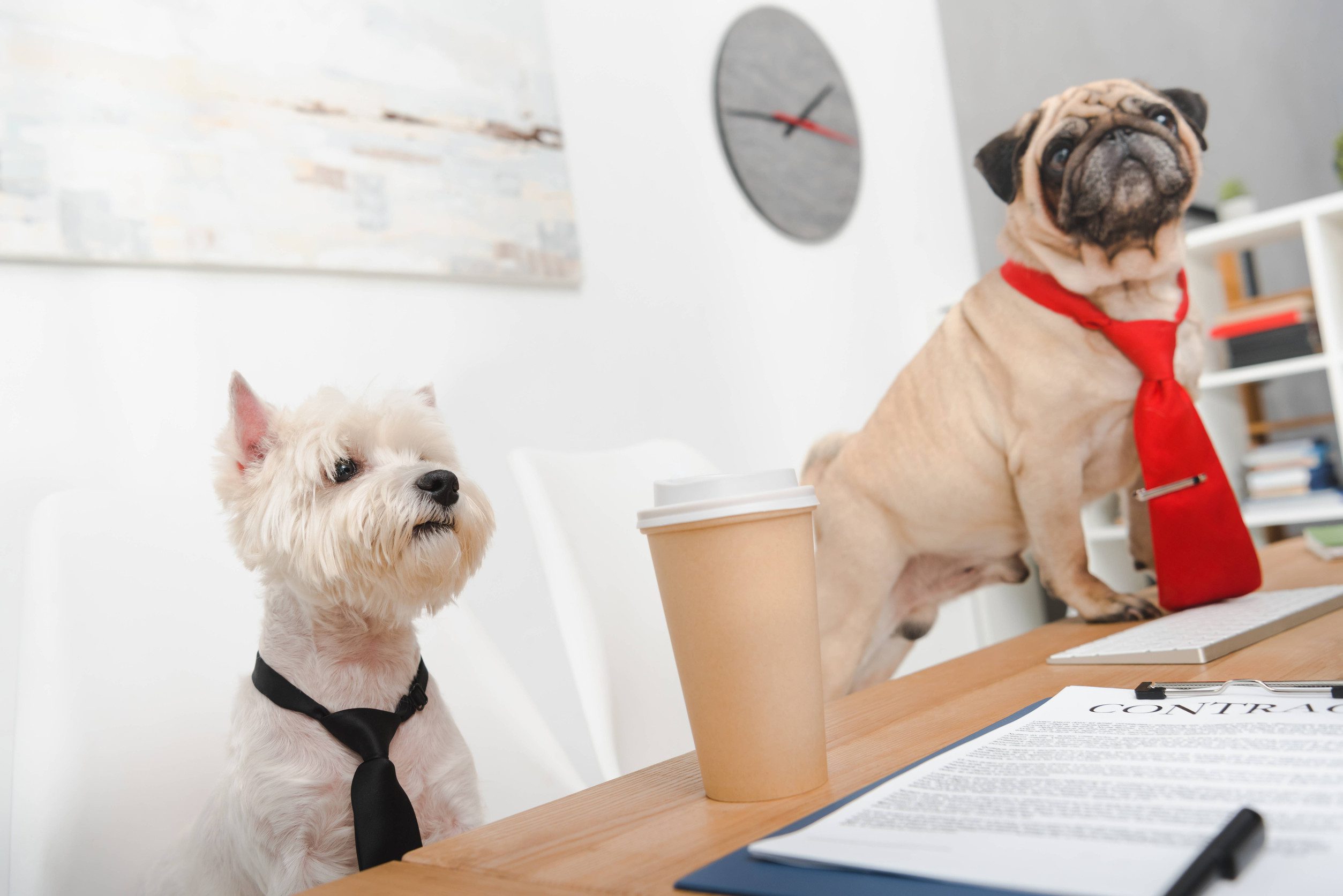 Two emotional support dogs who look ready for action standing on a table next to an emotional support animal letter in Rockville.