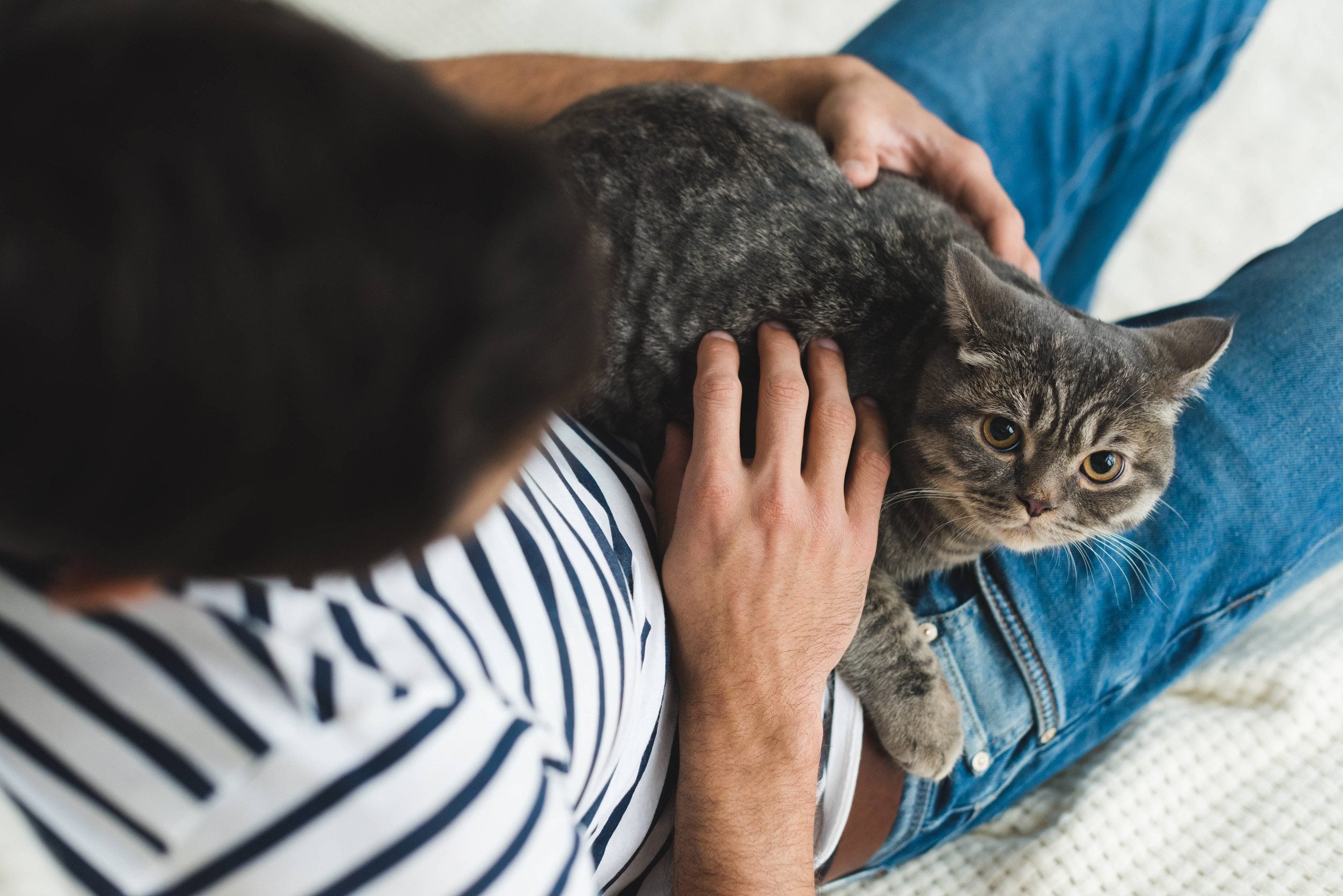 An ESA cat in the owner's lap at their Shreveport, Louisiana home.