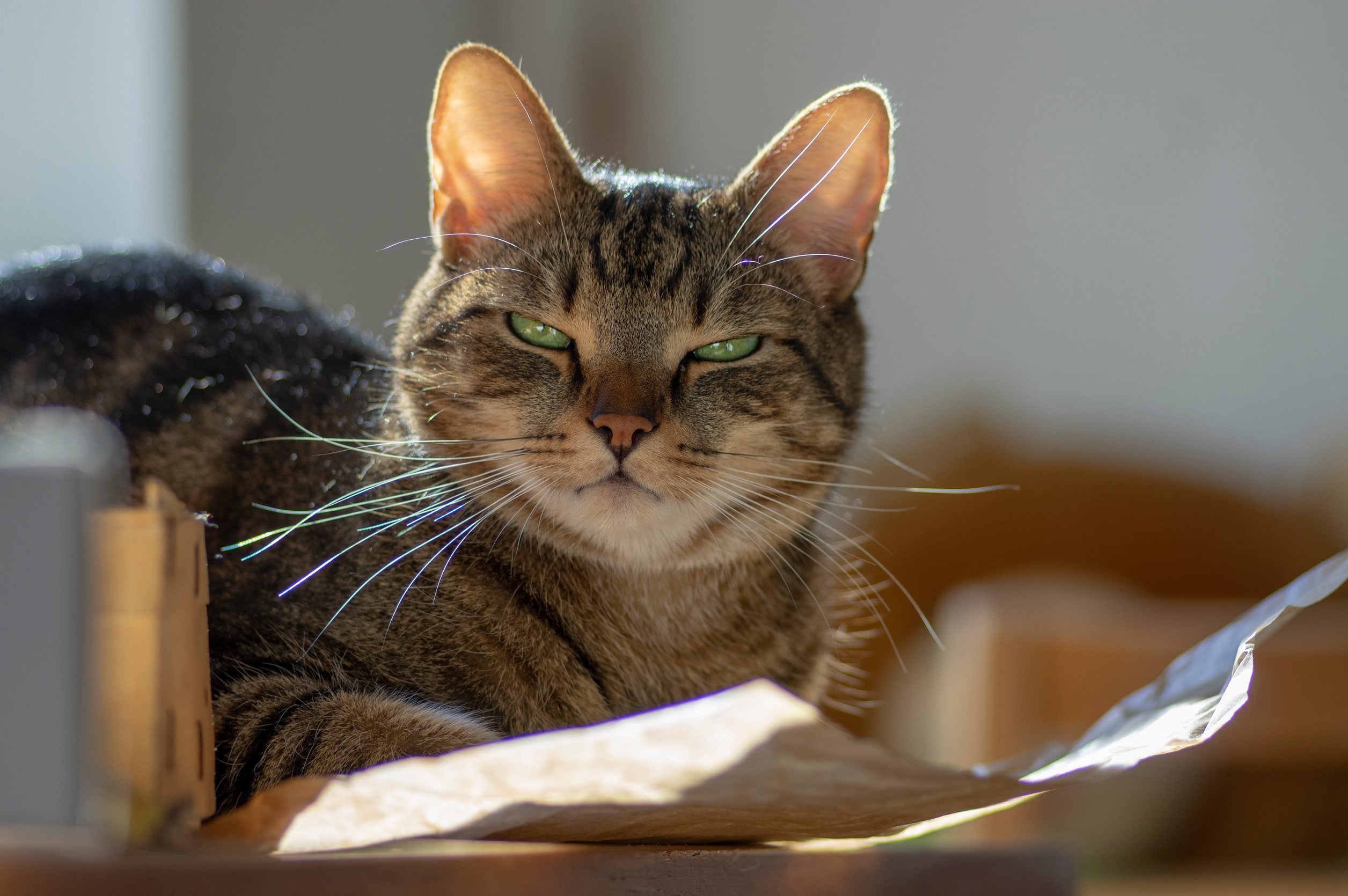 A funny cat lying down on top of an ESA letter.