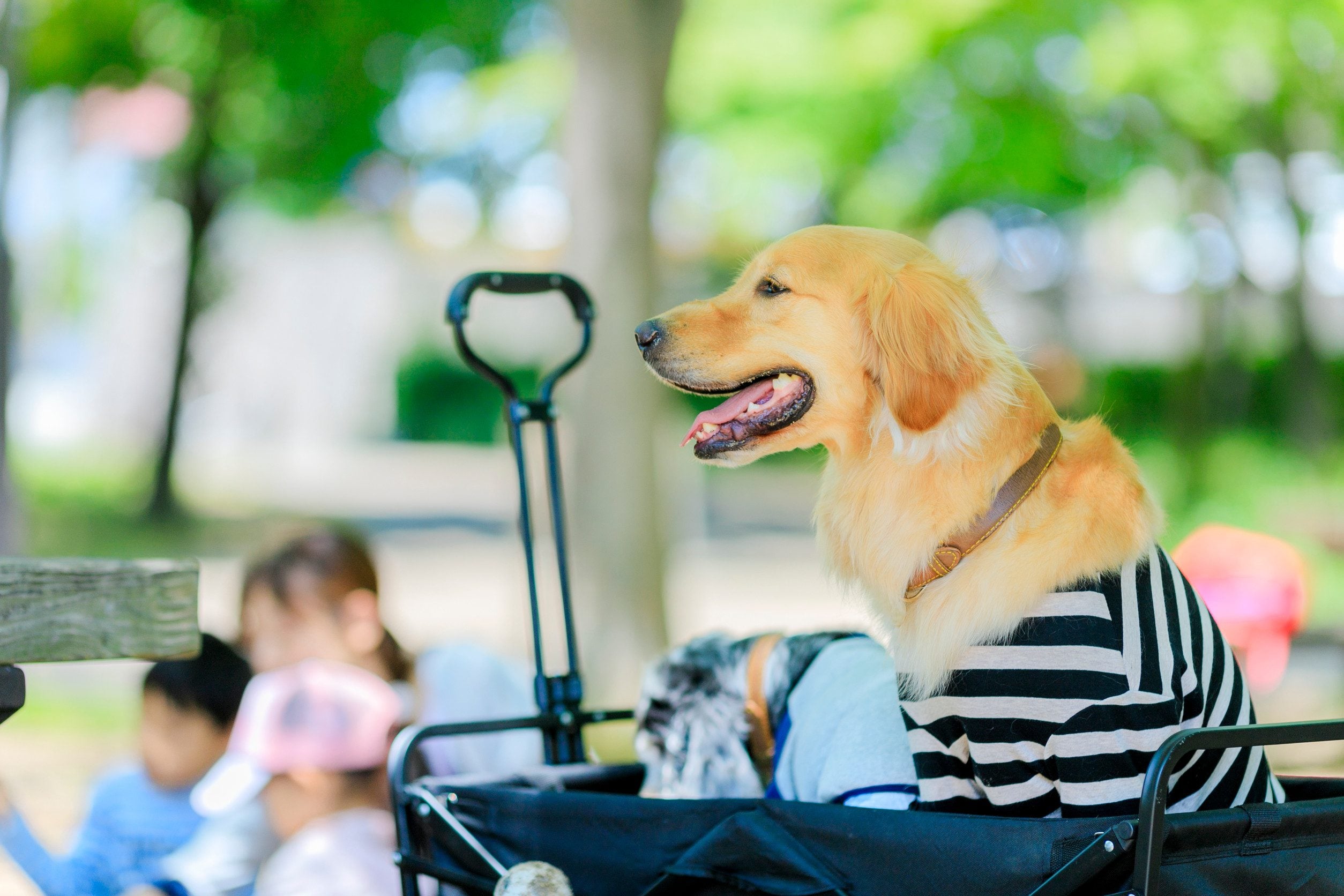 Well-dressed emotional support animal in Washington, D.C.