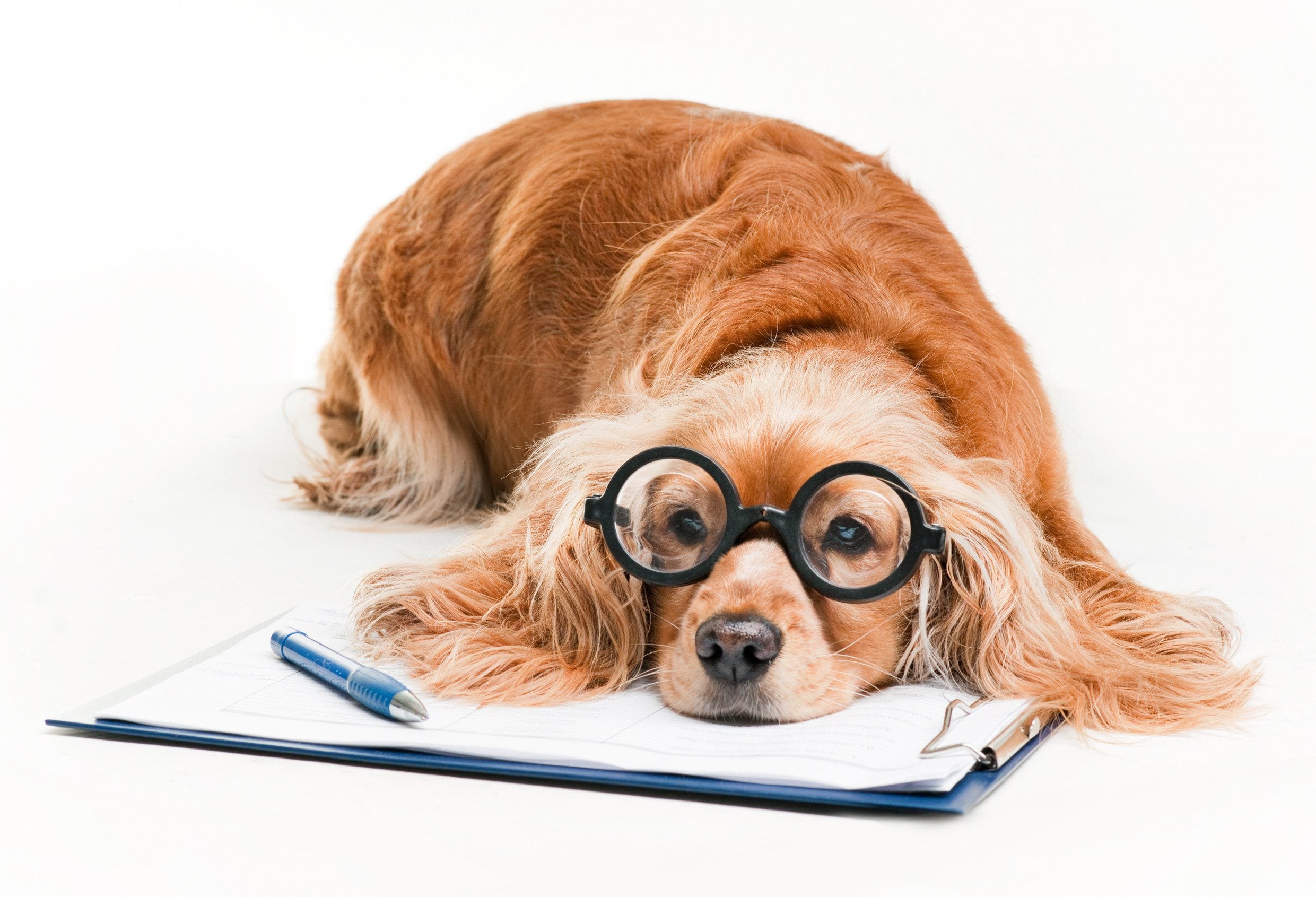 A cocker spaniel in Jackson, MS, putting their head on the ESA letter of the owner.