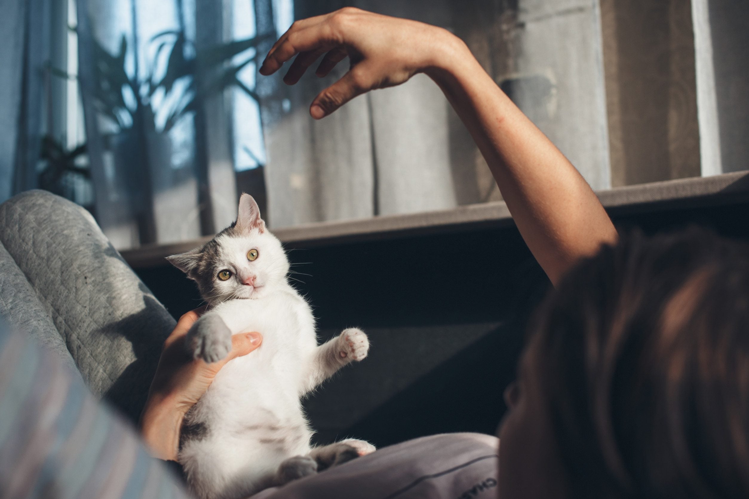 Emotional support animal playing with their owner.
