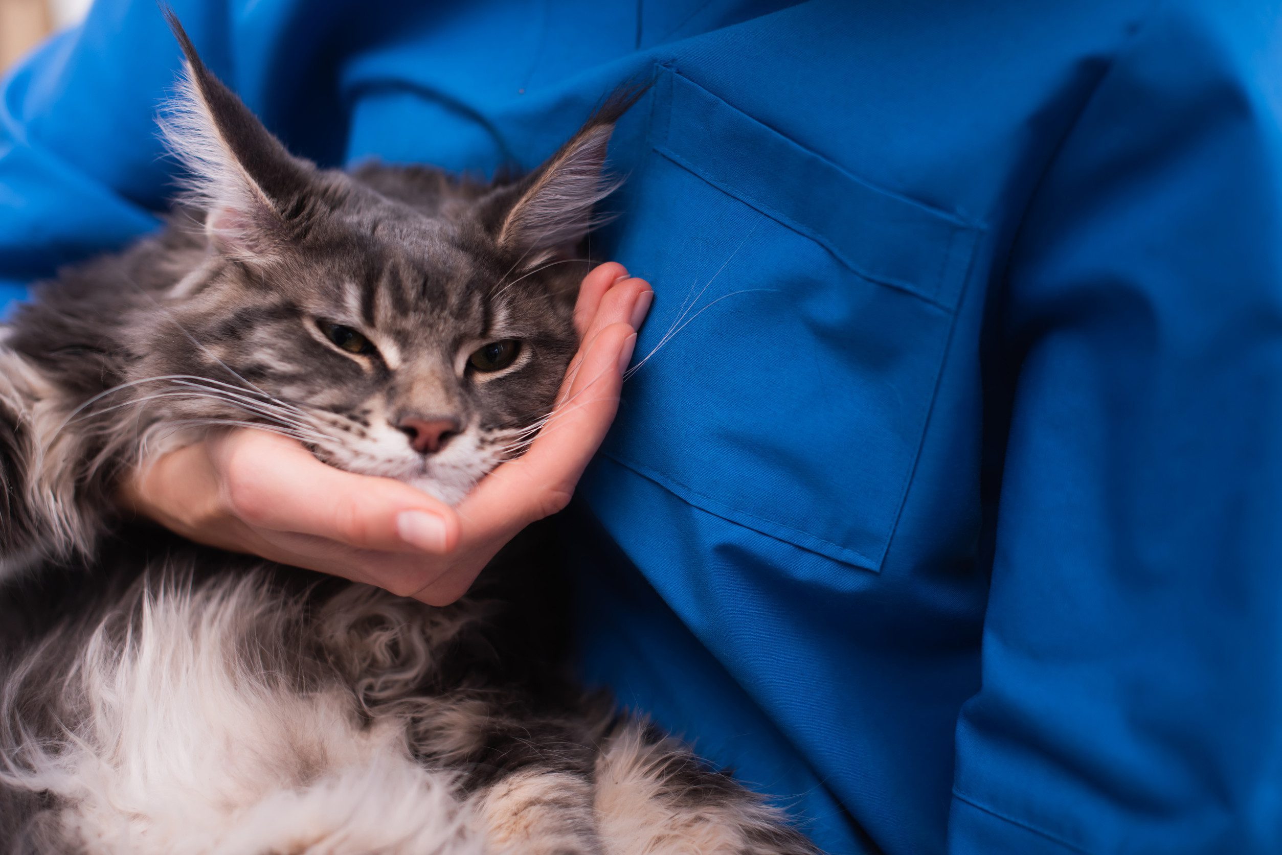 A person spending time with their emotional support animal in Nampa, ID.