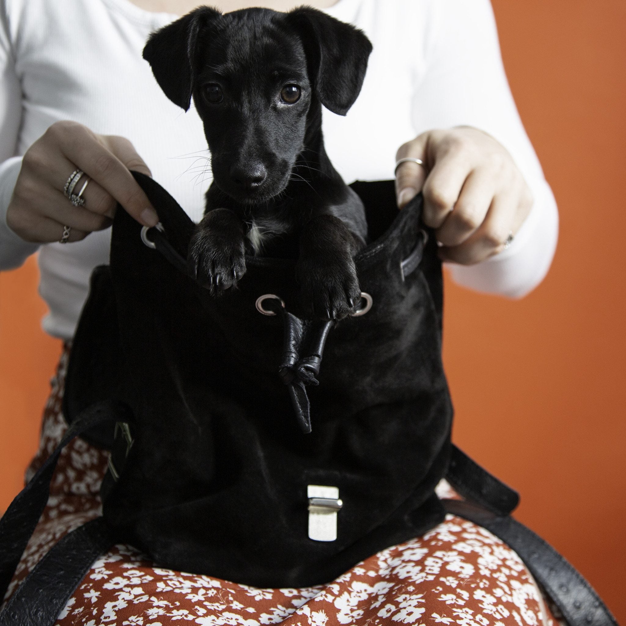 An emotional support animal sitting in a bag in New Orleans.