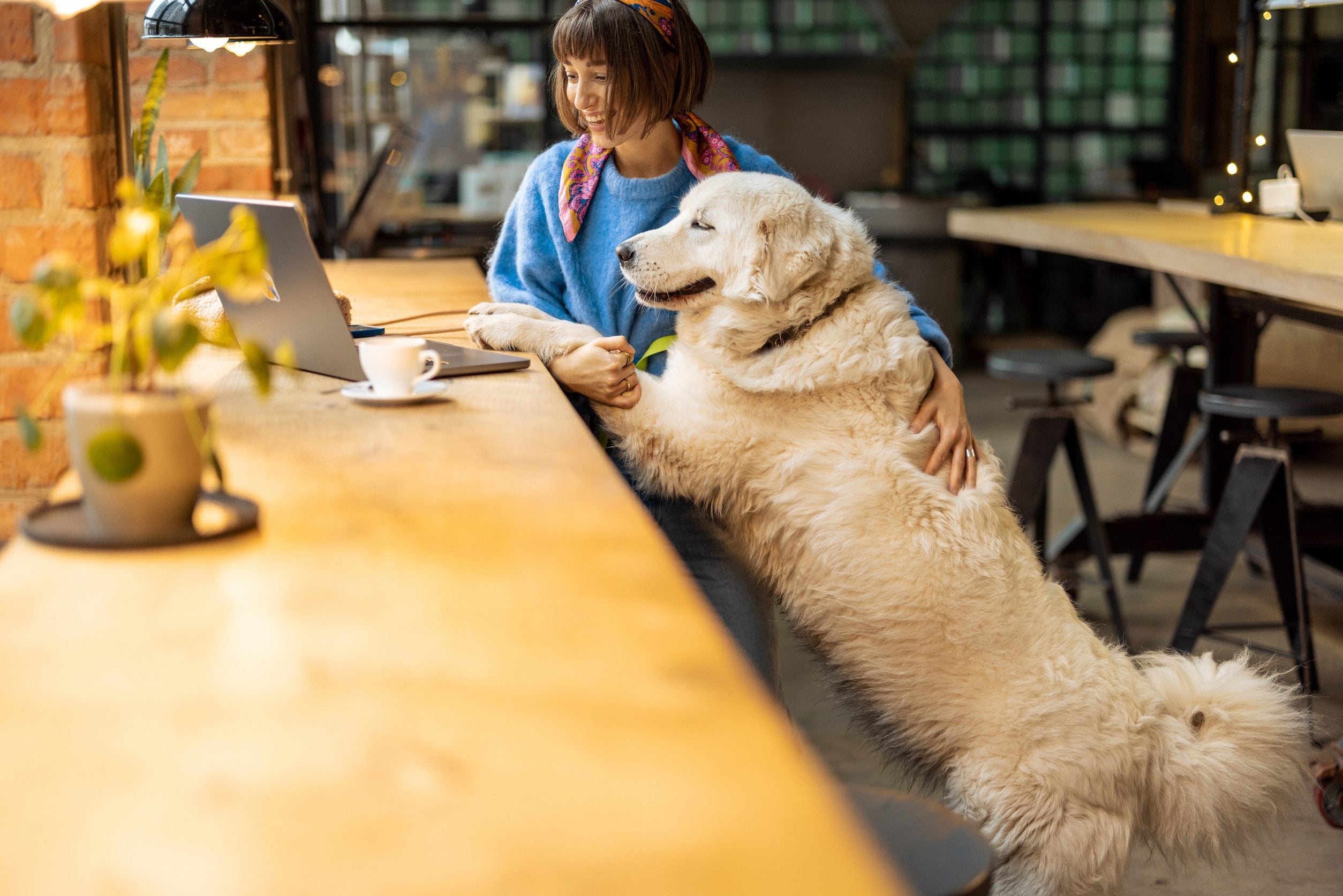 A woman sitting at a St. Louis cafe with their psychiatric service dog that also has an ESA letter.