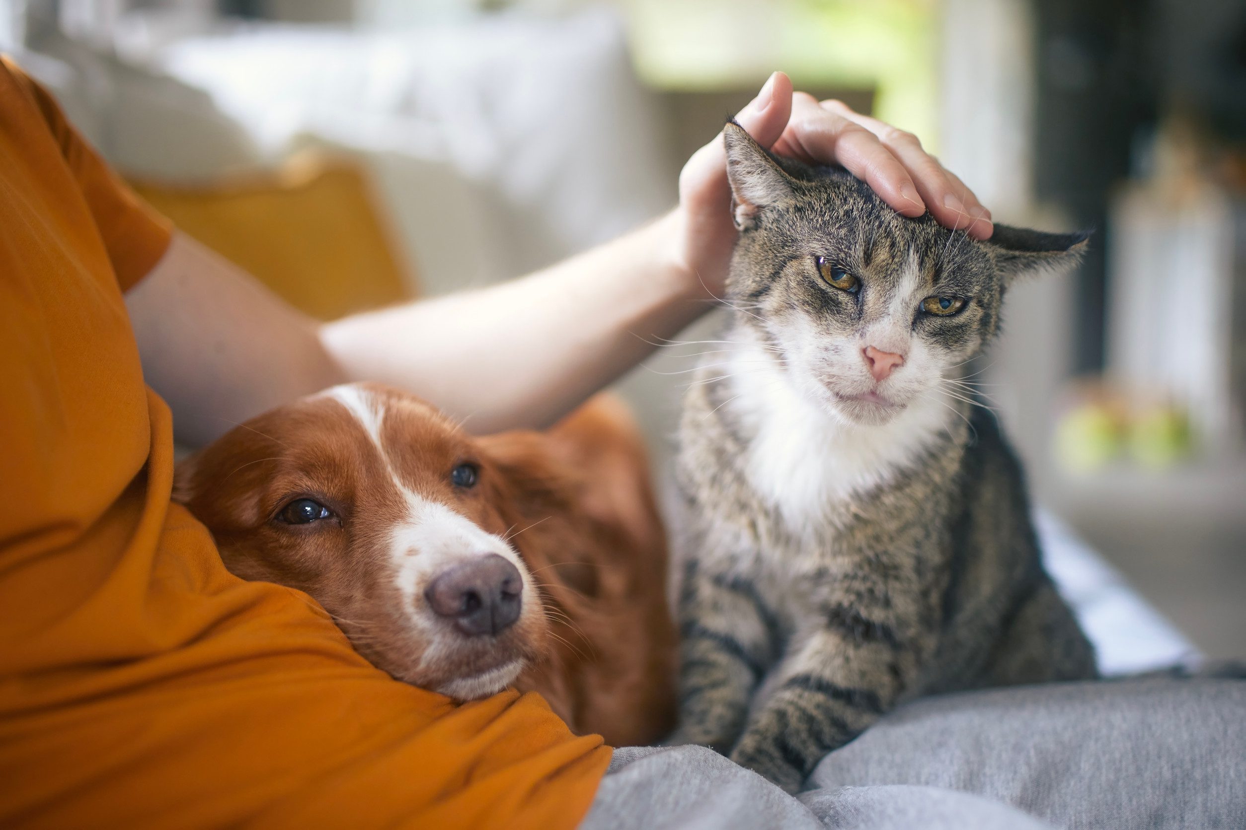 A person sitting on a couch while gently petting emotional support animals.