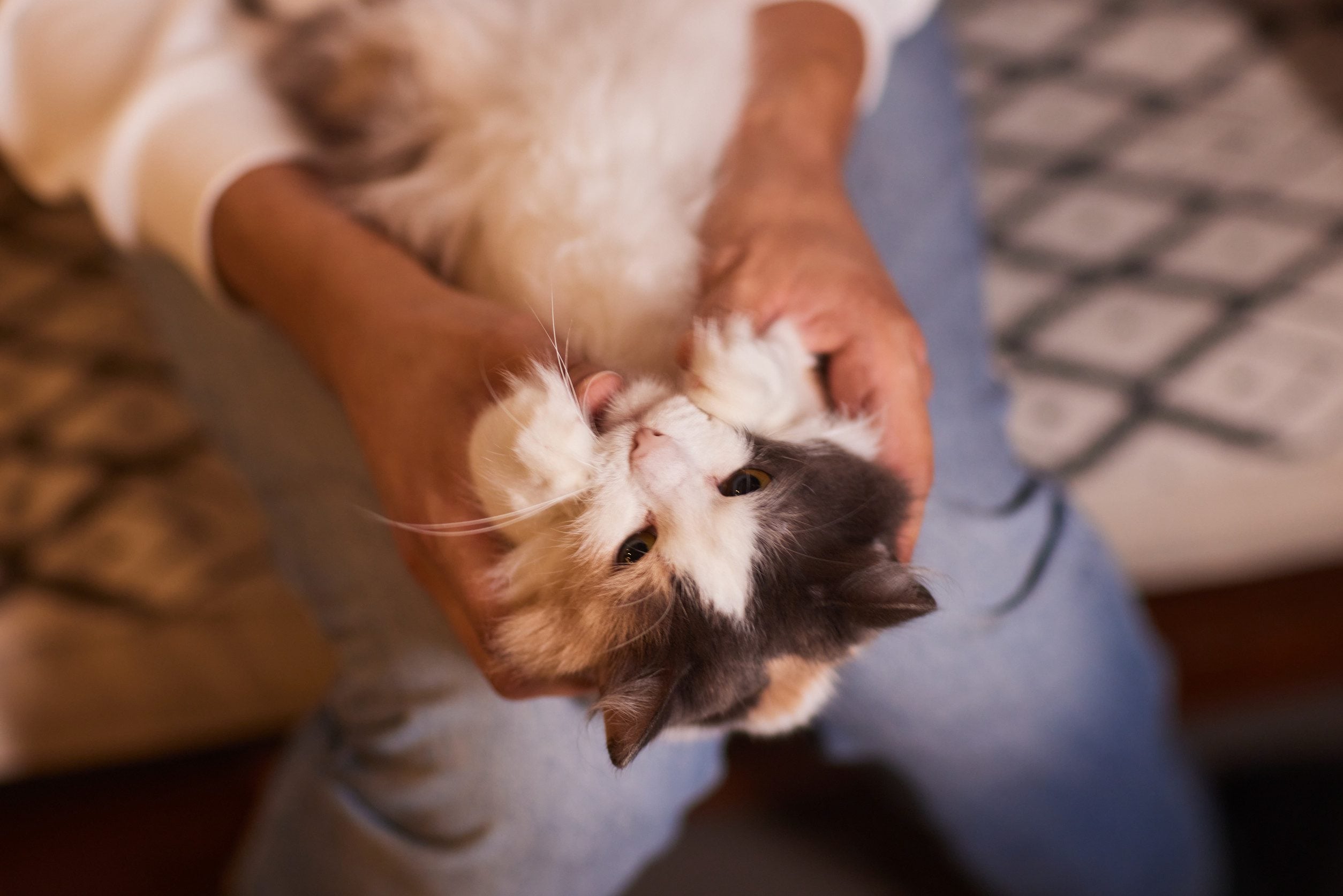 A young man holding his emotional support cat in Springfield, Massachusetts.