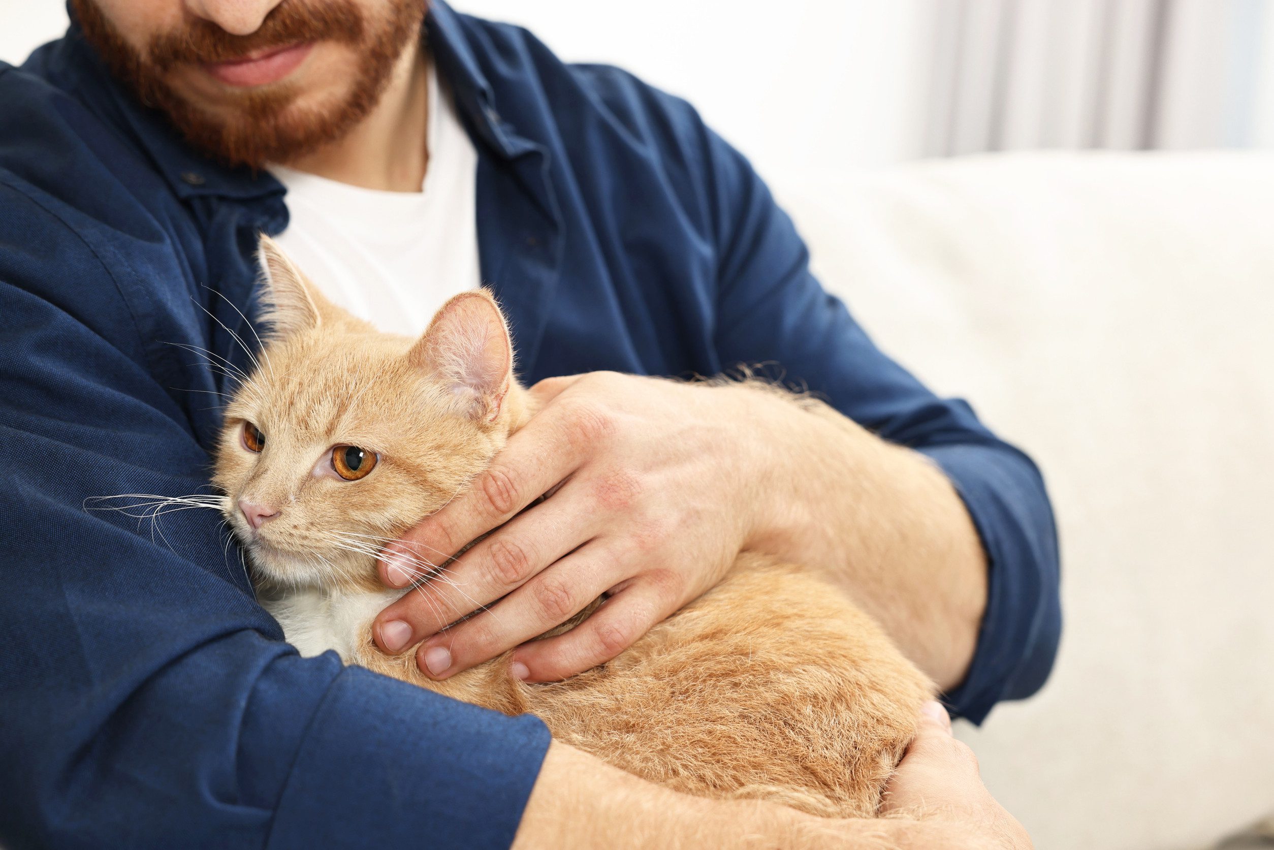 A calm orange emotional support animal resting in a man’s arms in Des Moines, IA.