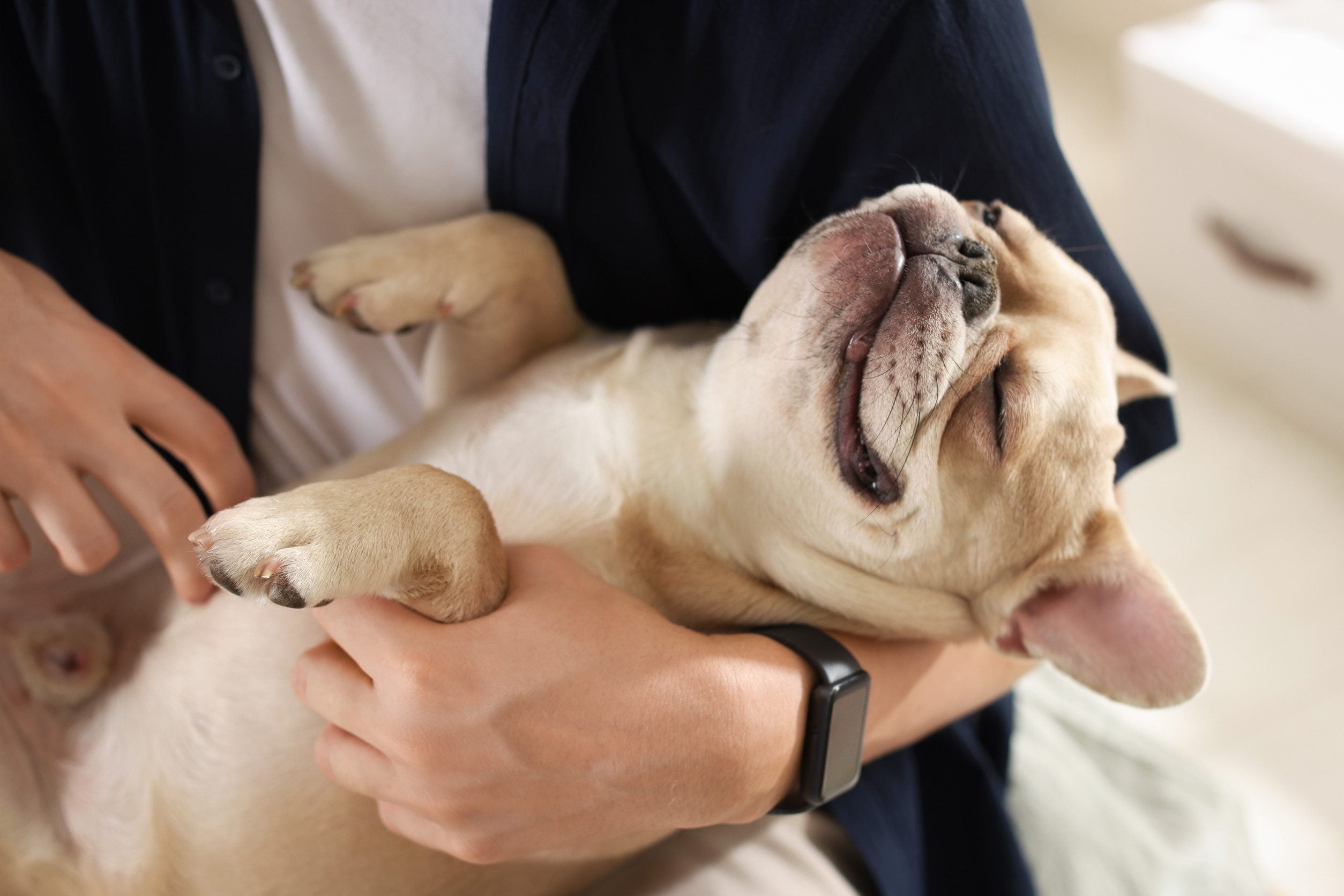 Emotional support animal enjoys tender moment with owner.