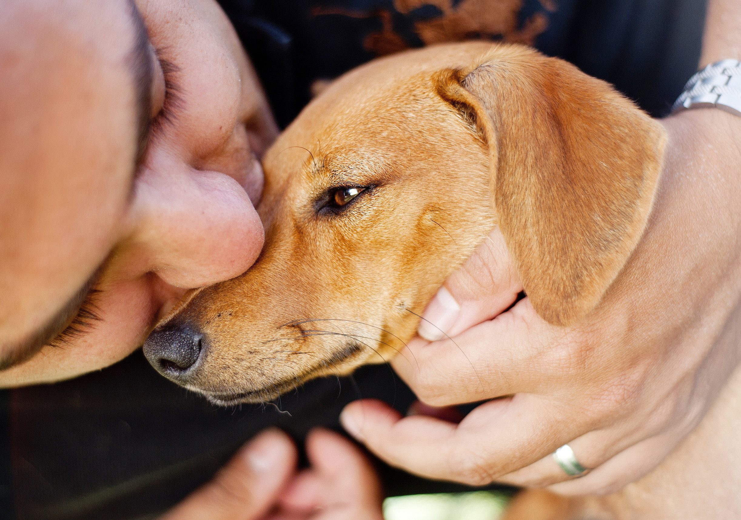 A Portland man kissing an emotional support dog that has a valid ESA letter.