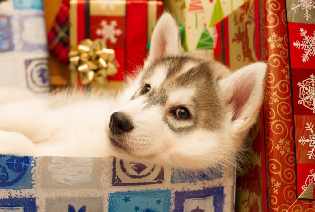 A puppy sitting in a christmas present.