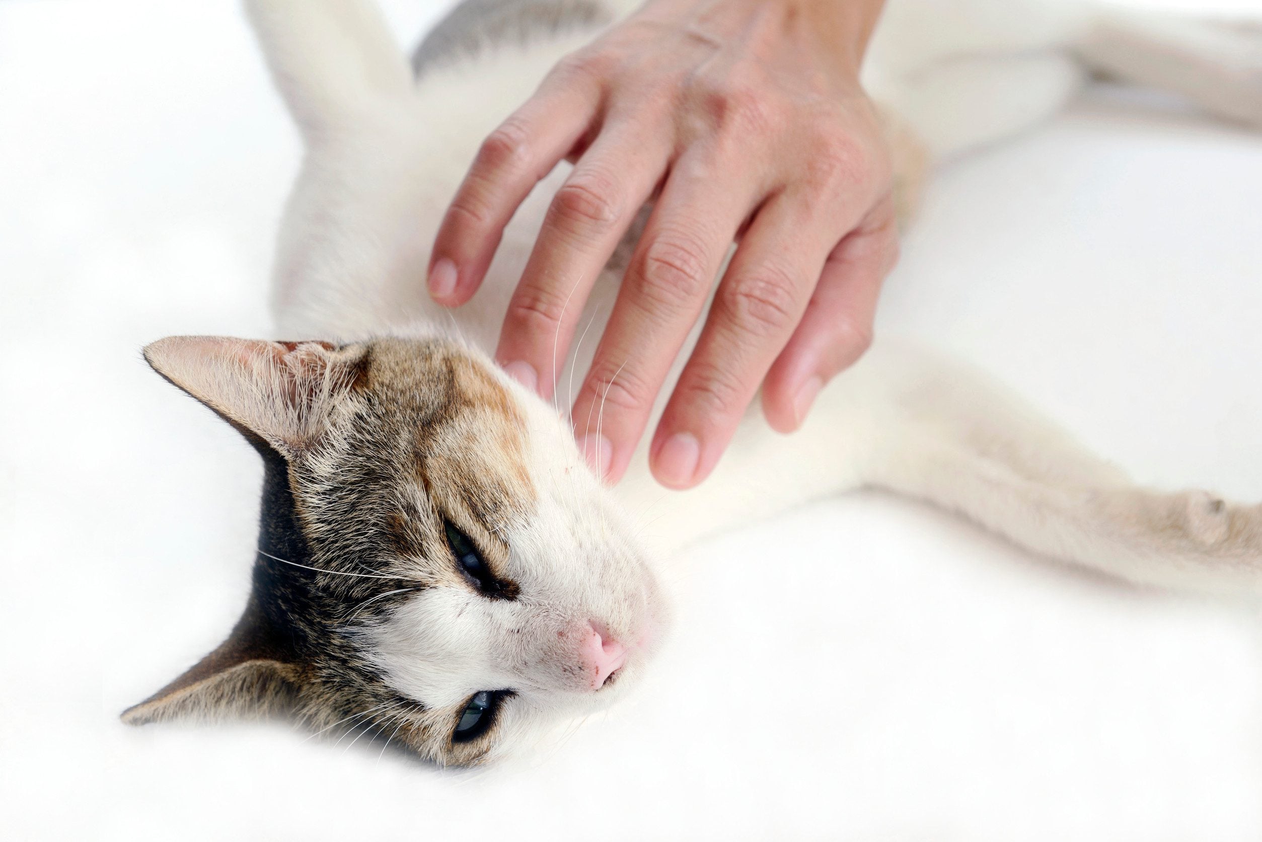 An elderly person petting an emotional support animal cat in Lexington.