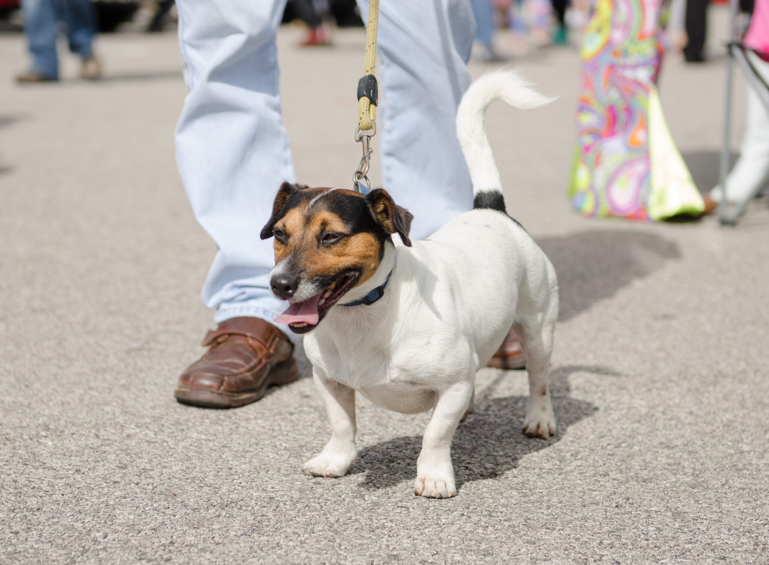 An emotional support animal on a leash walking in Evansville, IN.