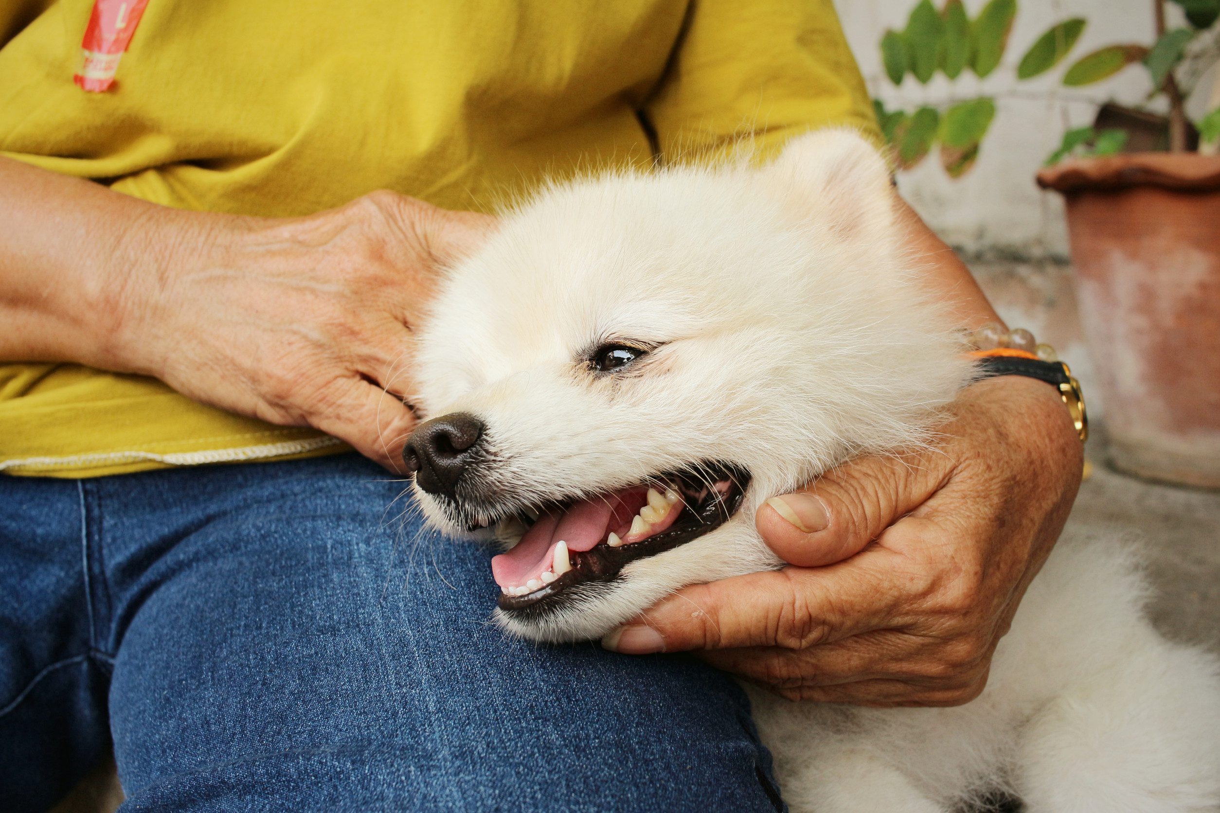 A person petting their emotional support animal in Dover, DE.