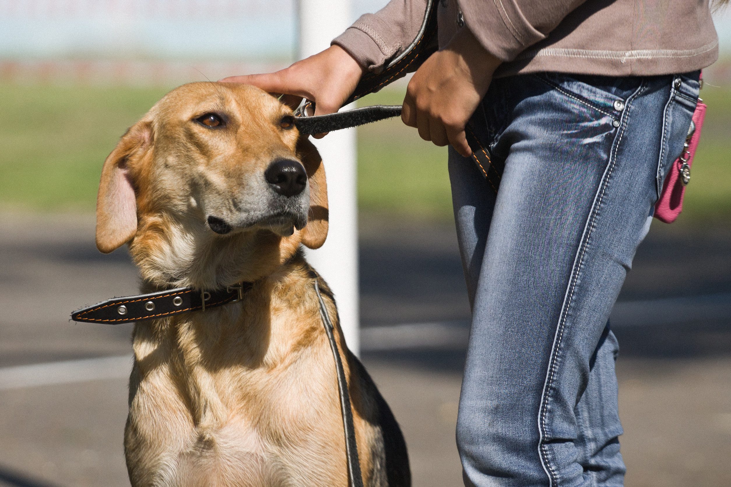 An emotional support animal walking in a park in Augusta, GA.