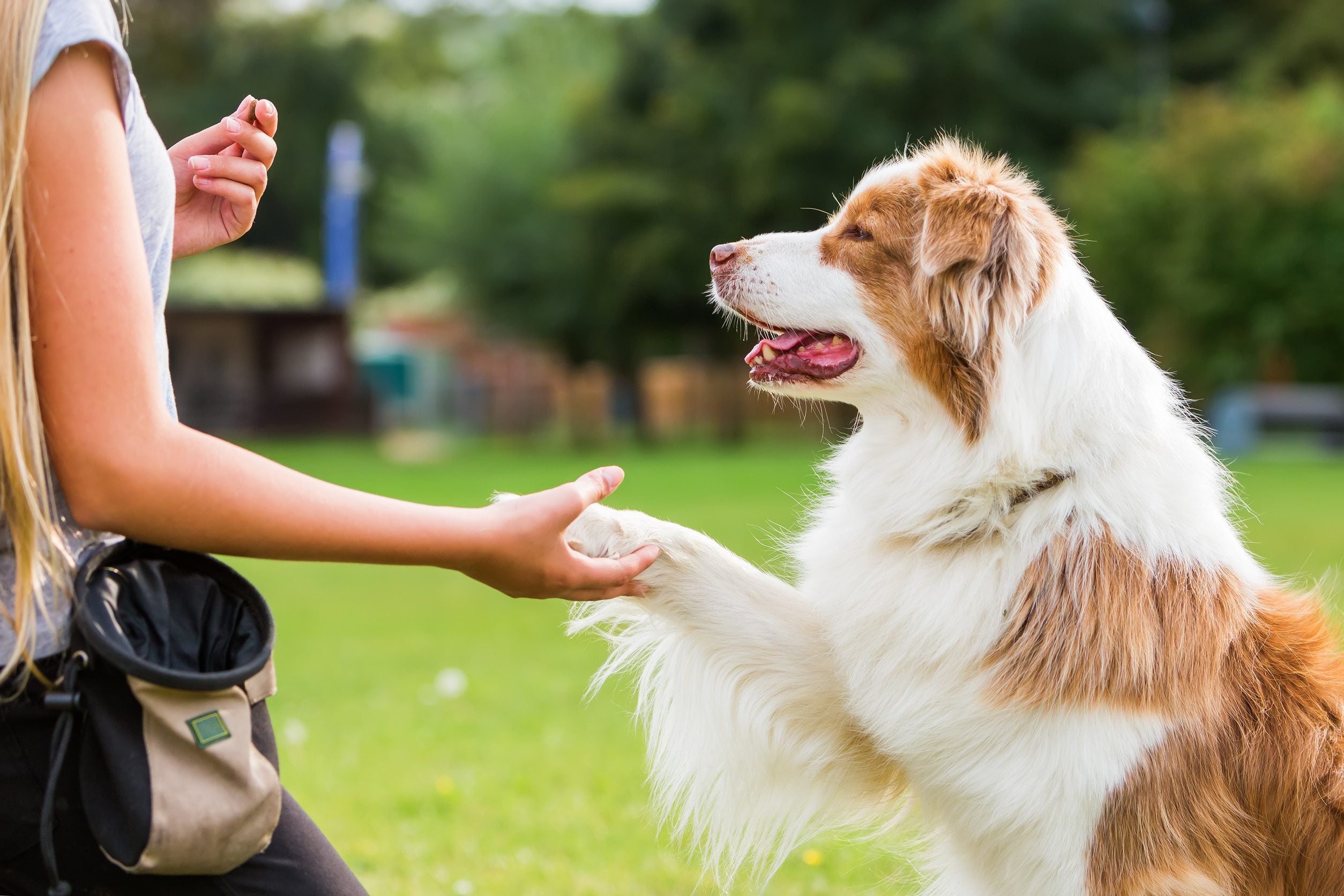 An emotional support animal holding their human’s hand in a park in Fort Wayne, IN.