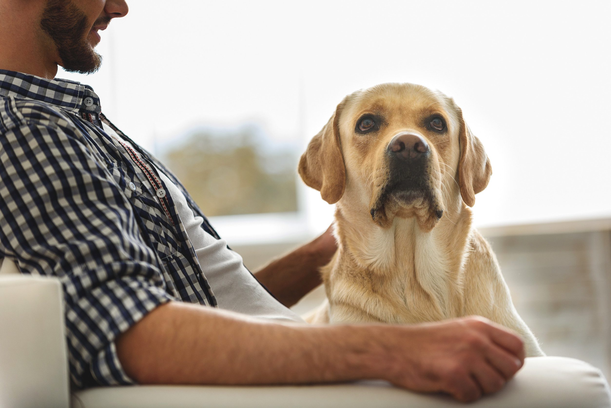 A man sitting calmly on a couch with his emotional support animal resting on his lap in Stamford, CT.