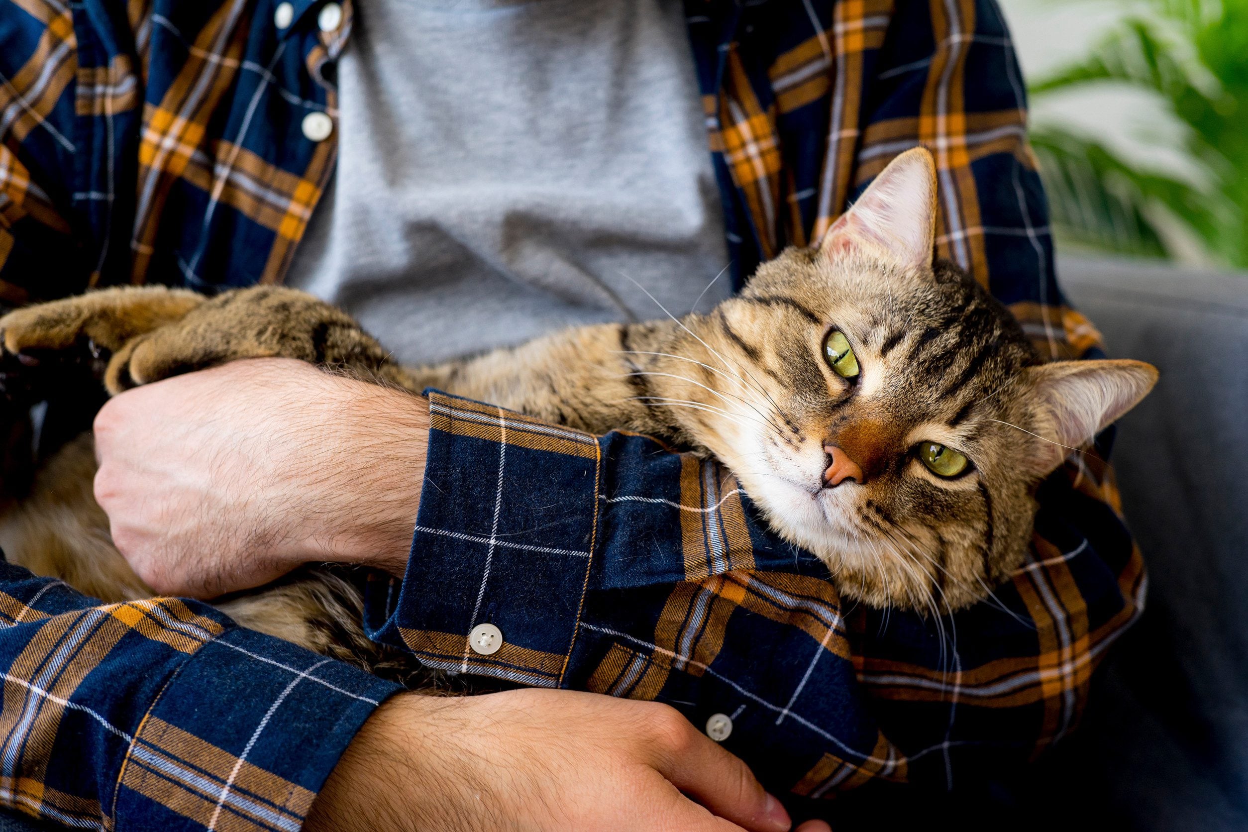 A man in a plaid shirt holding his emotional support animal cat in his arms in Warren, MI.