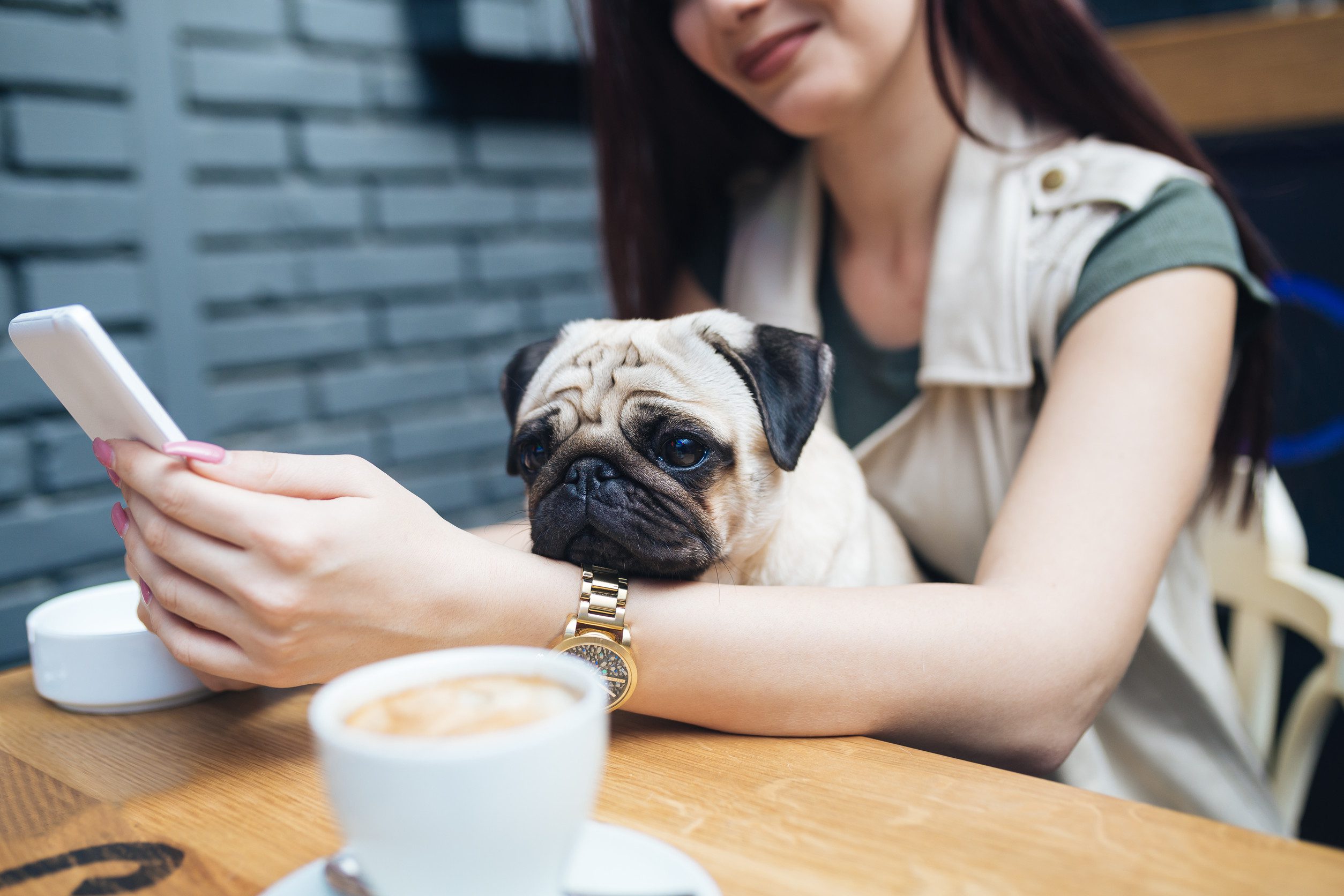 A pug with an ESA letter sitting on the owner's lap in Garland, Texas.
