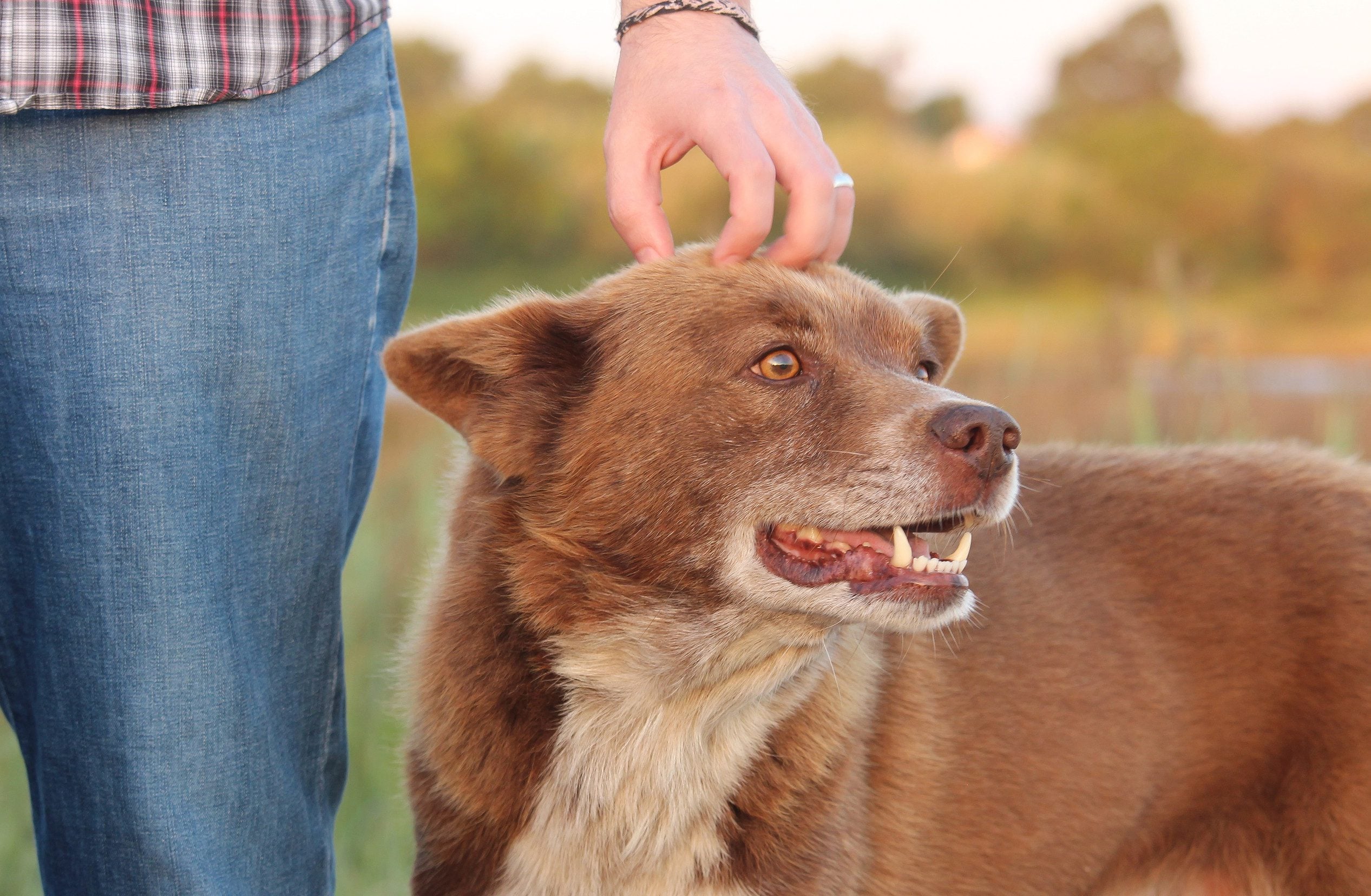 A dog getting pets while the owner is researching how to get an ESA letter in Milwaukee.