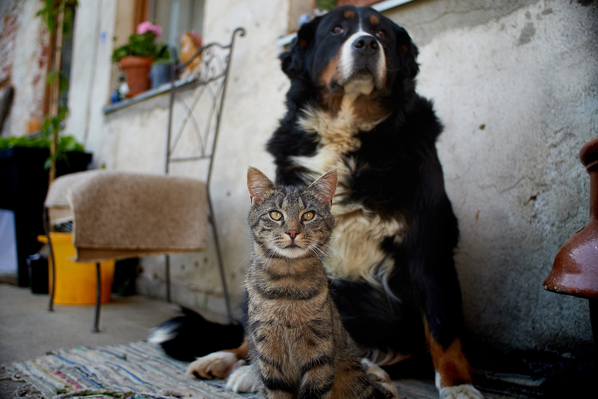 A large Bernese mountain dog and a grey tabby cat with ESA letters in Chattanooga.
