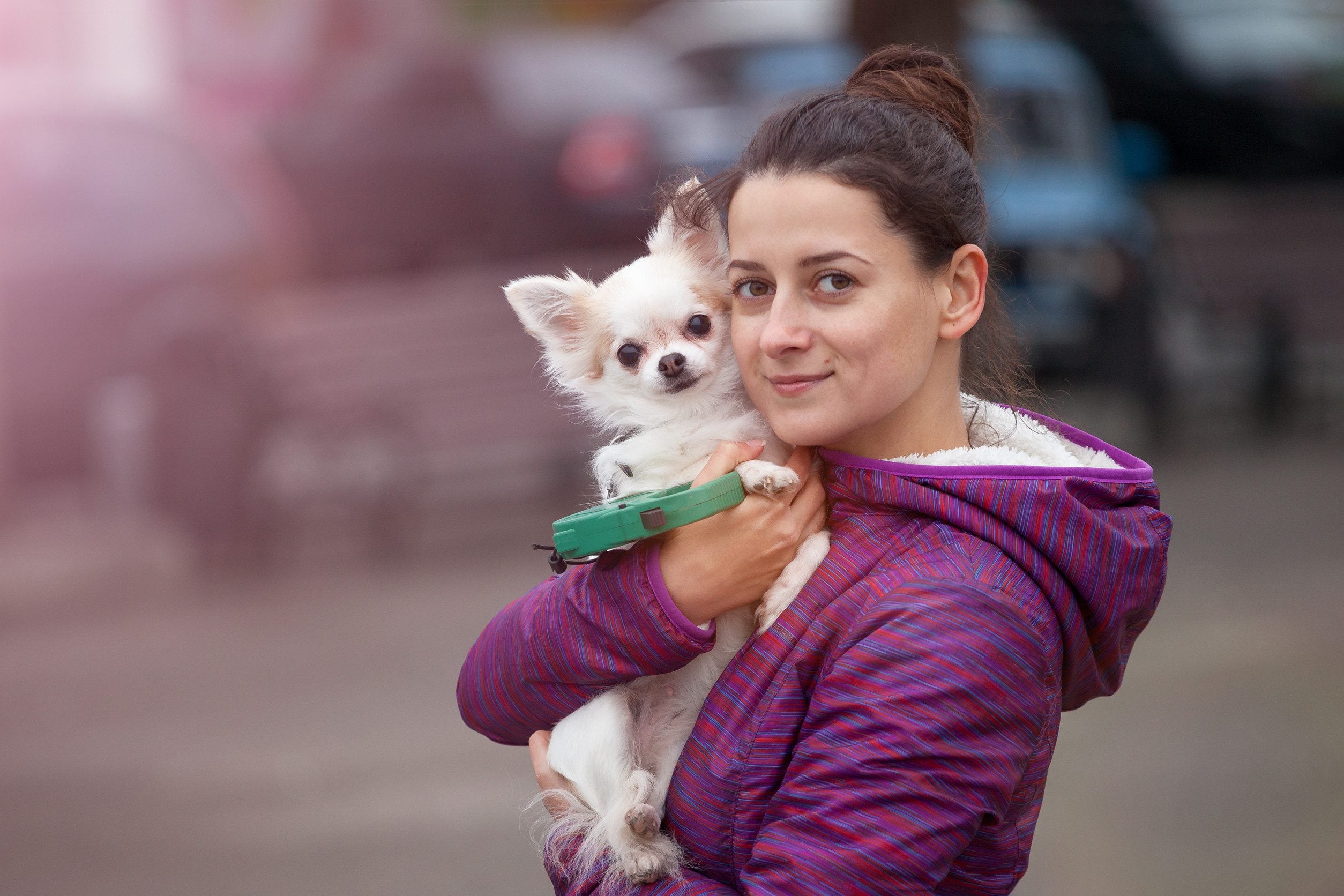 A woman in a purple striped jacket holding her ESA Chihuahua outdoors in Greensboro, contemplating how to get an ESA letter in Greensboro, NC.