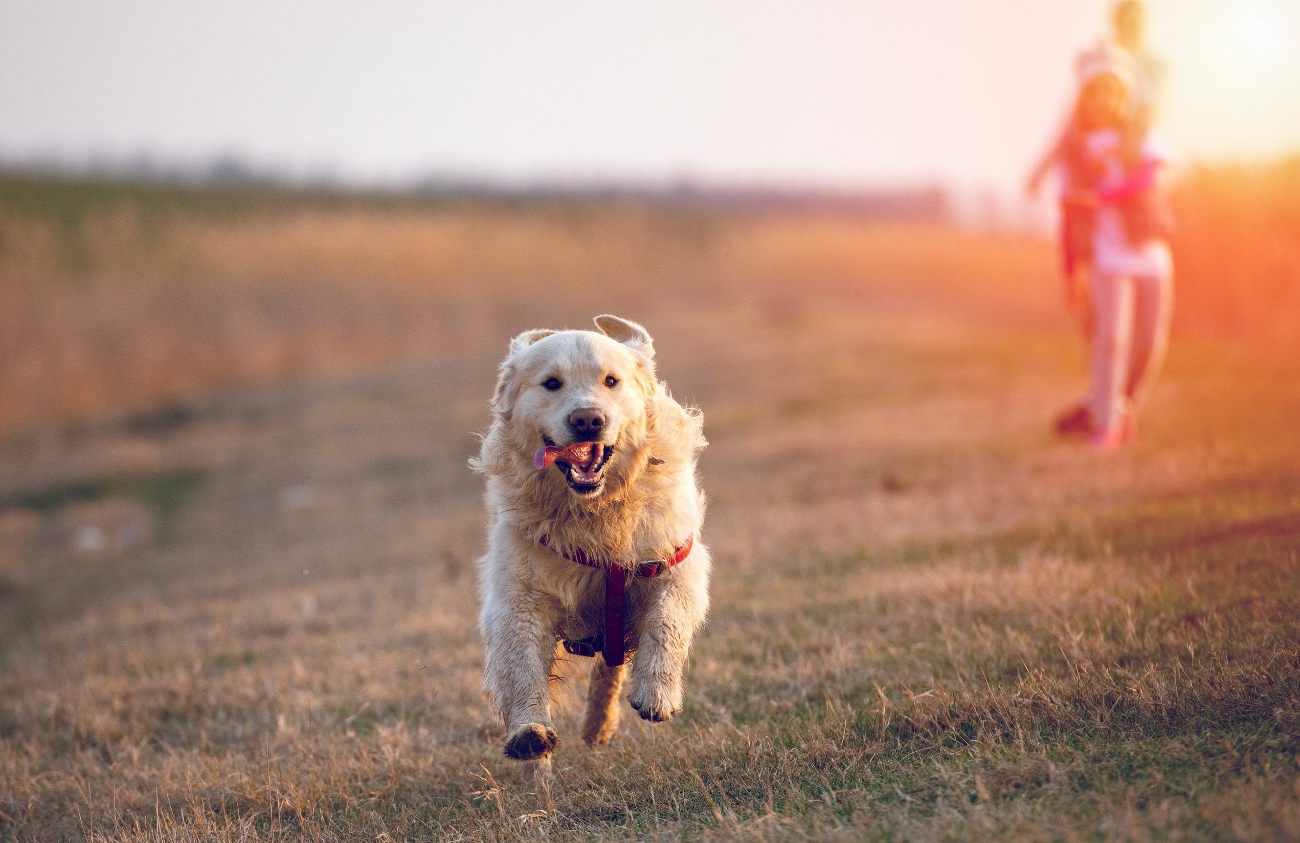 A happy golden retriever that has an ESA letter running at an empty dog park field in Tacoma.