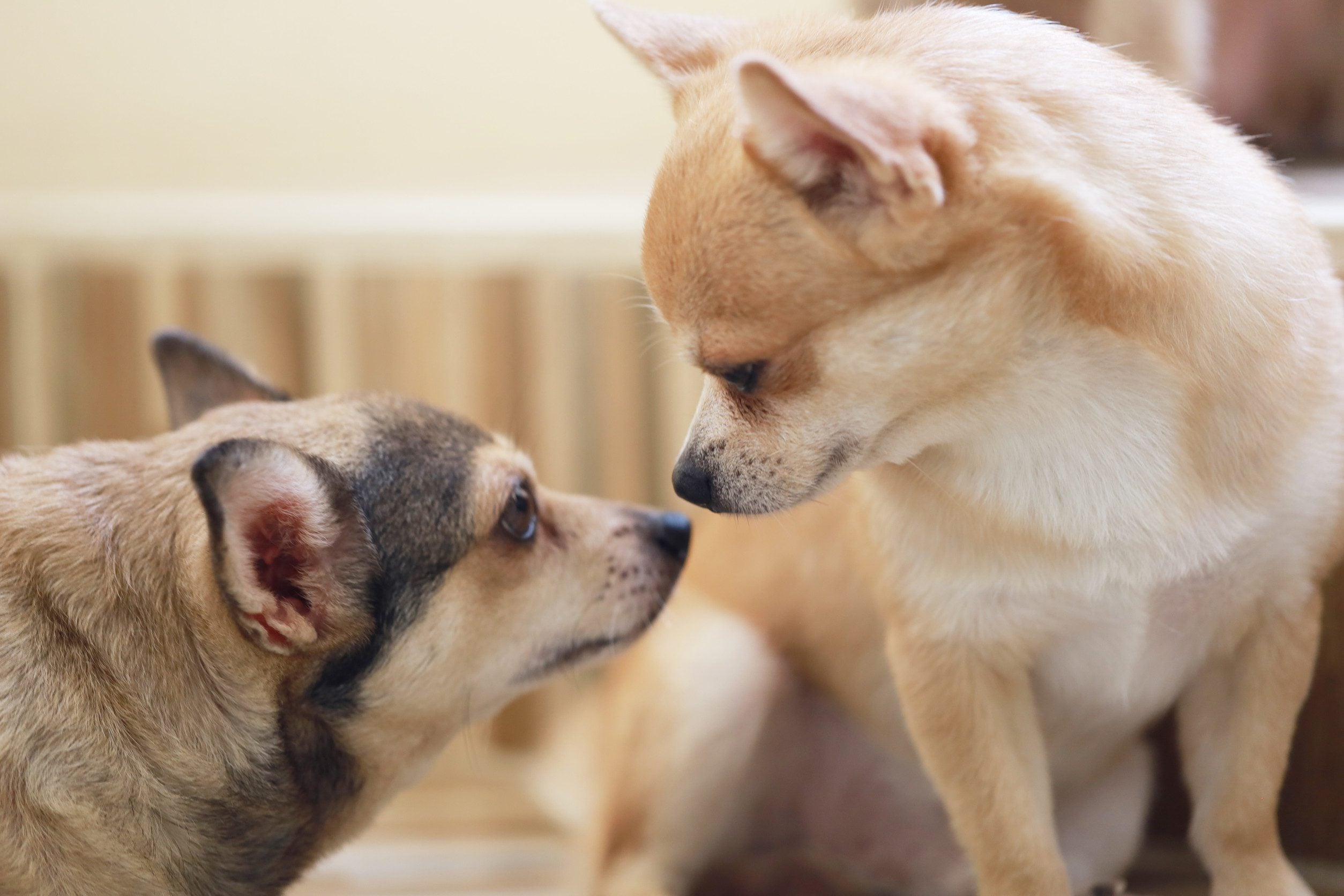 Two dogs with an ESA letter at home in Grand Forks.