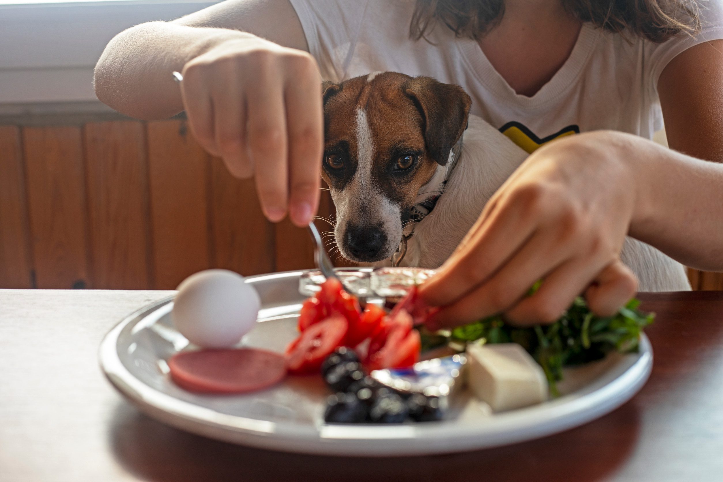 A Jack Russell terrier with an ESA letter dining with the owner in Plano