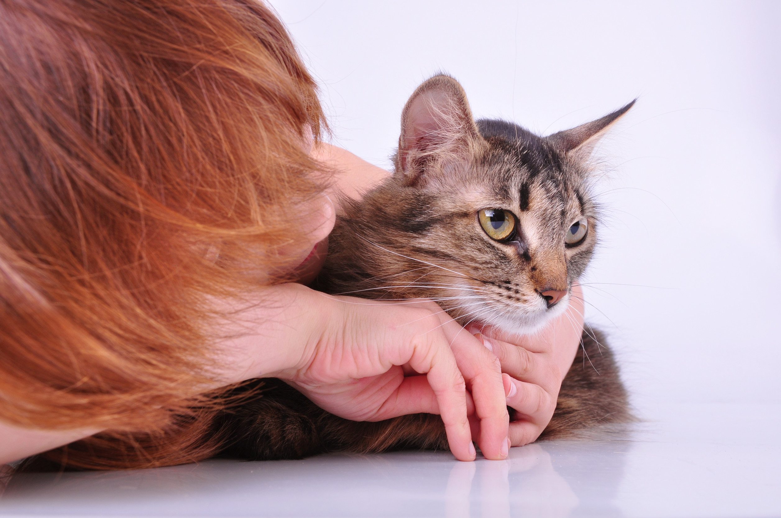 Owner and cat after figuring out how to get an ESA letter in Plano.]
