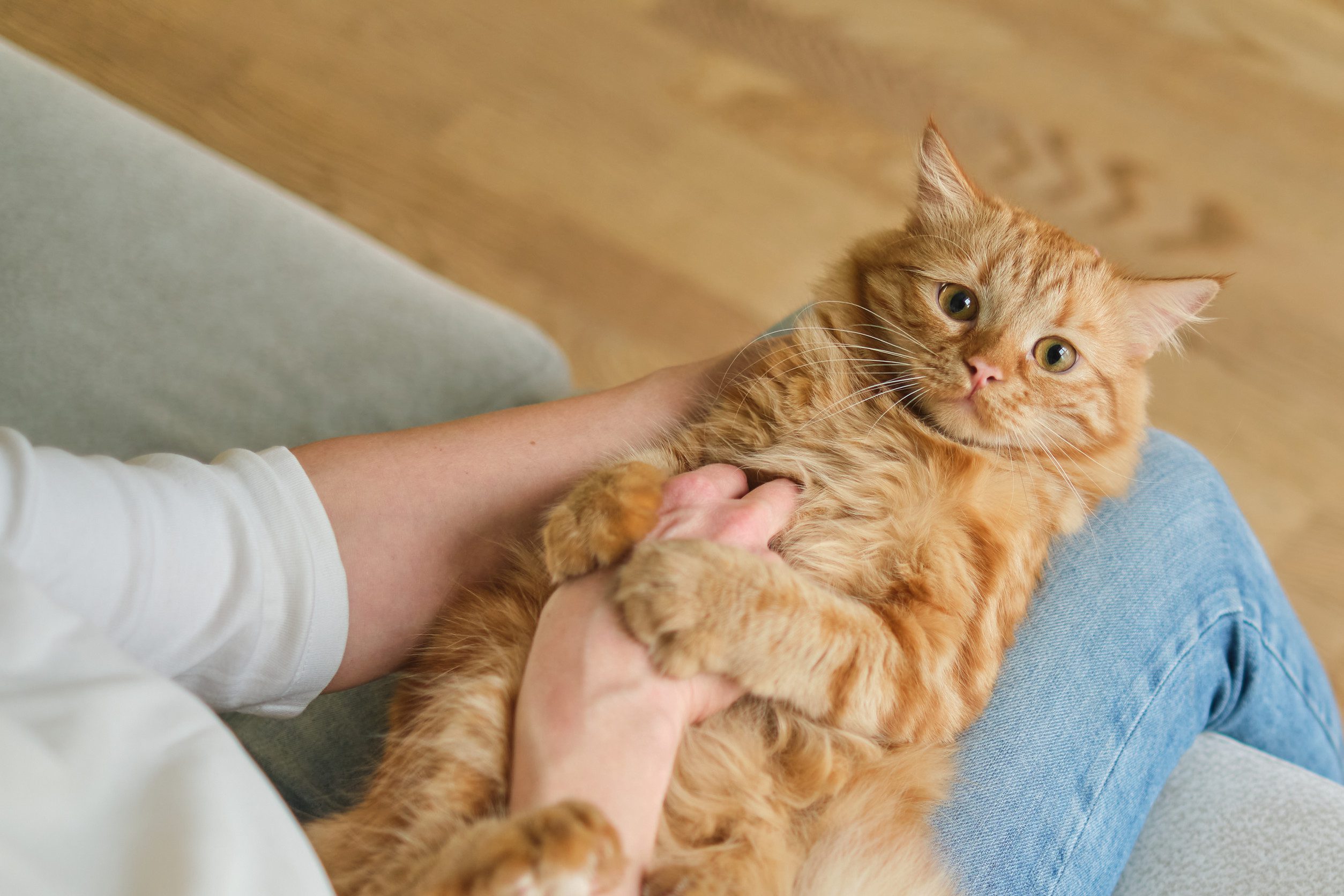 An emotional support animal cat lying on their owner’s knees in Richmond, VA.