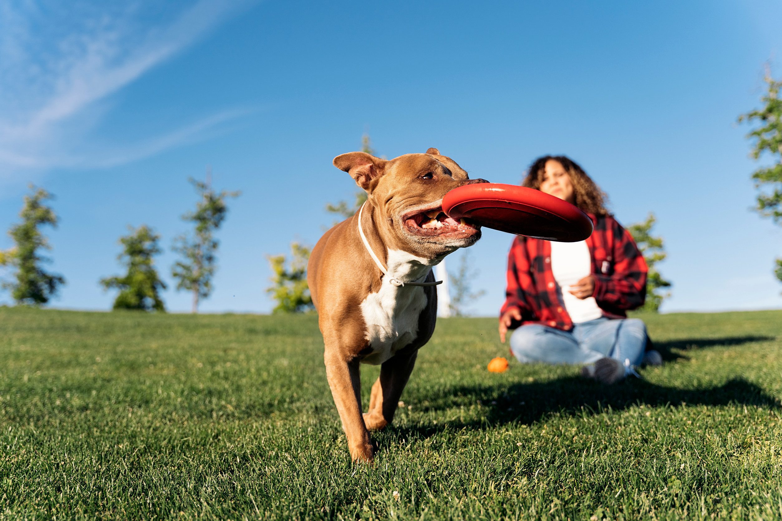 A woman playing with her emotional support animal in a park in Charleston, SC.