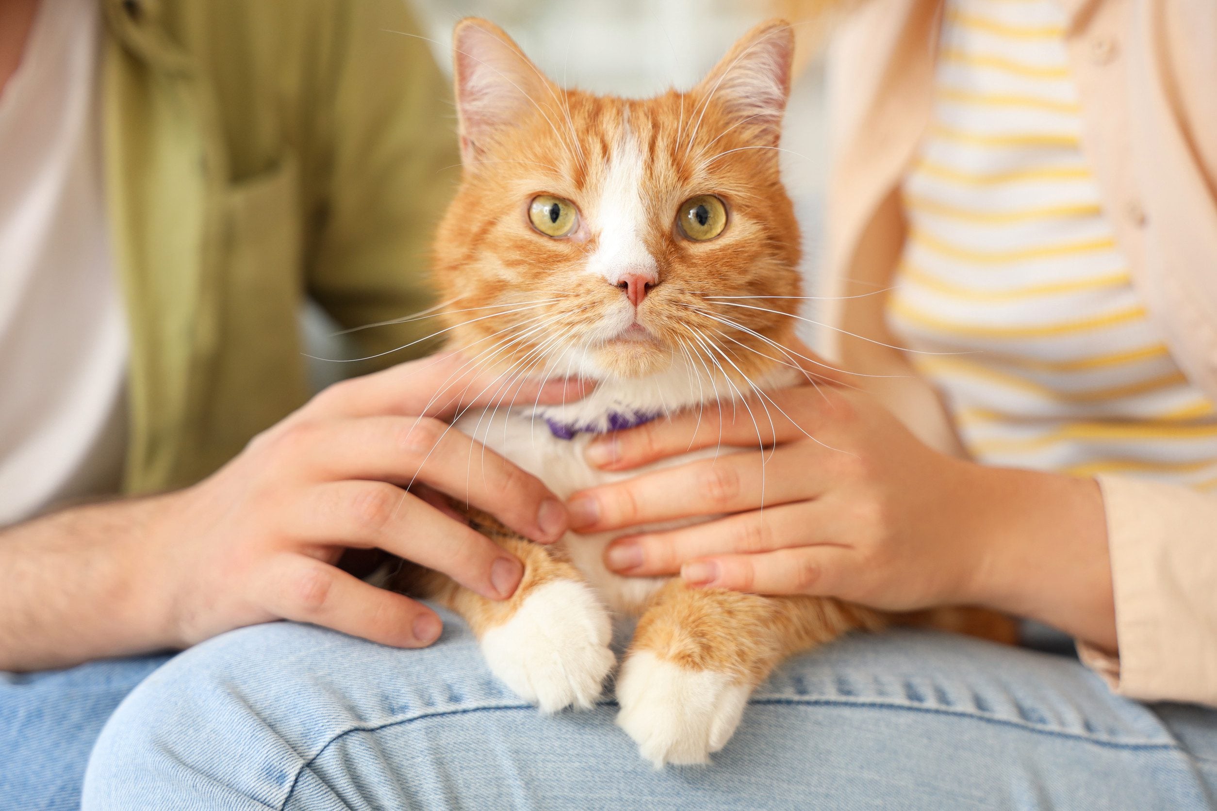 Two owners holding their cat while learning how to get an ESA letter in Tacoma.