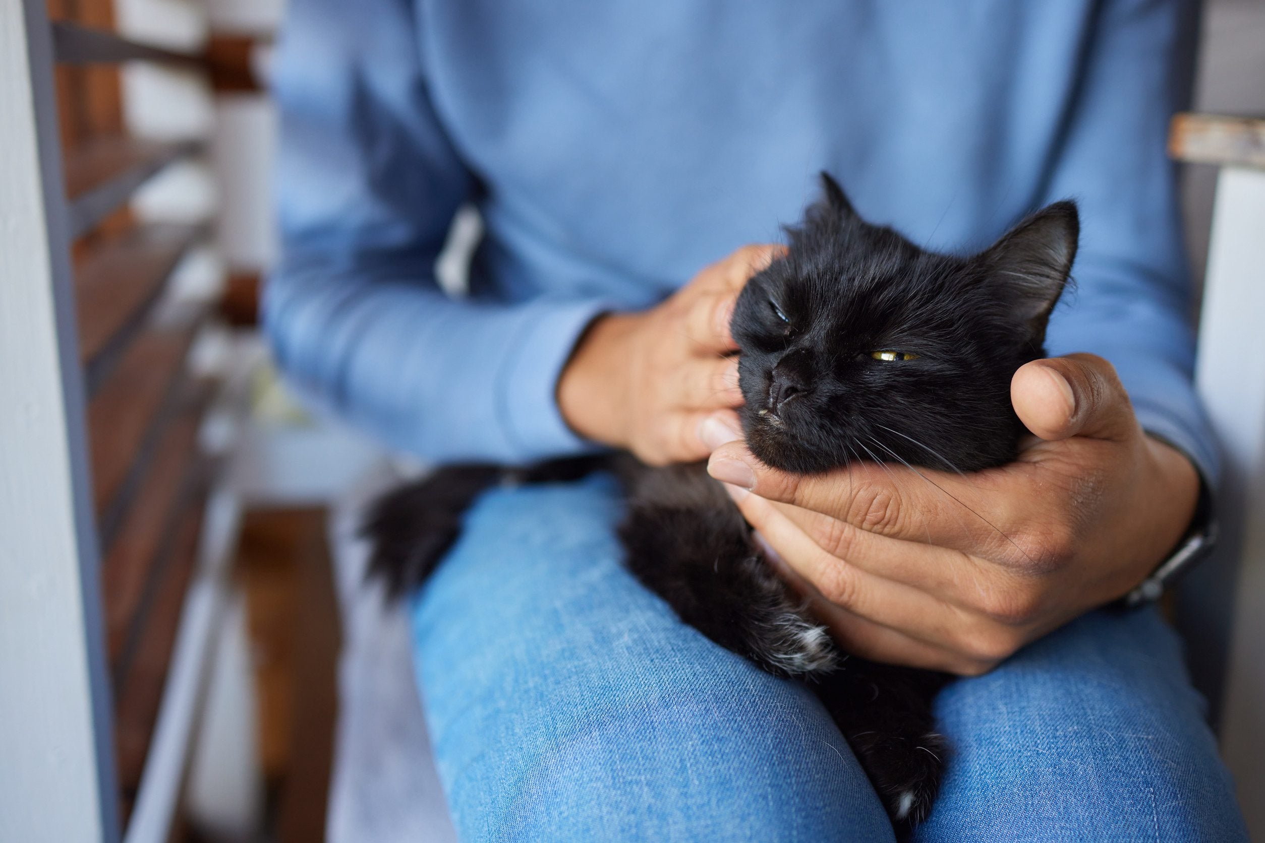 A person in a blue sweater holding an emotional support cat.