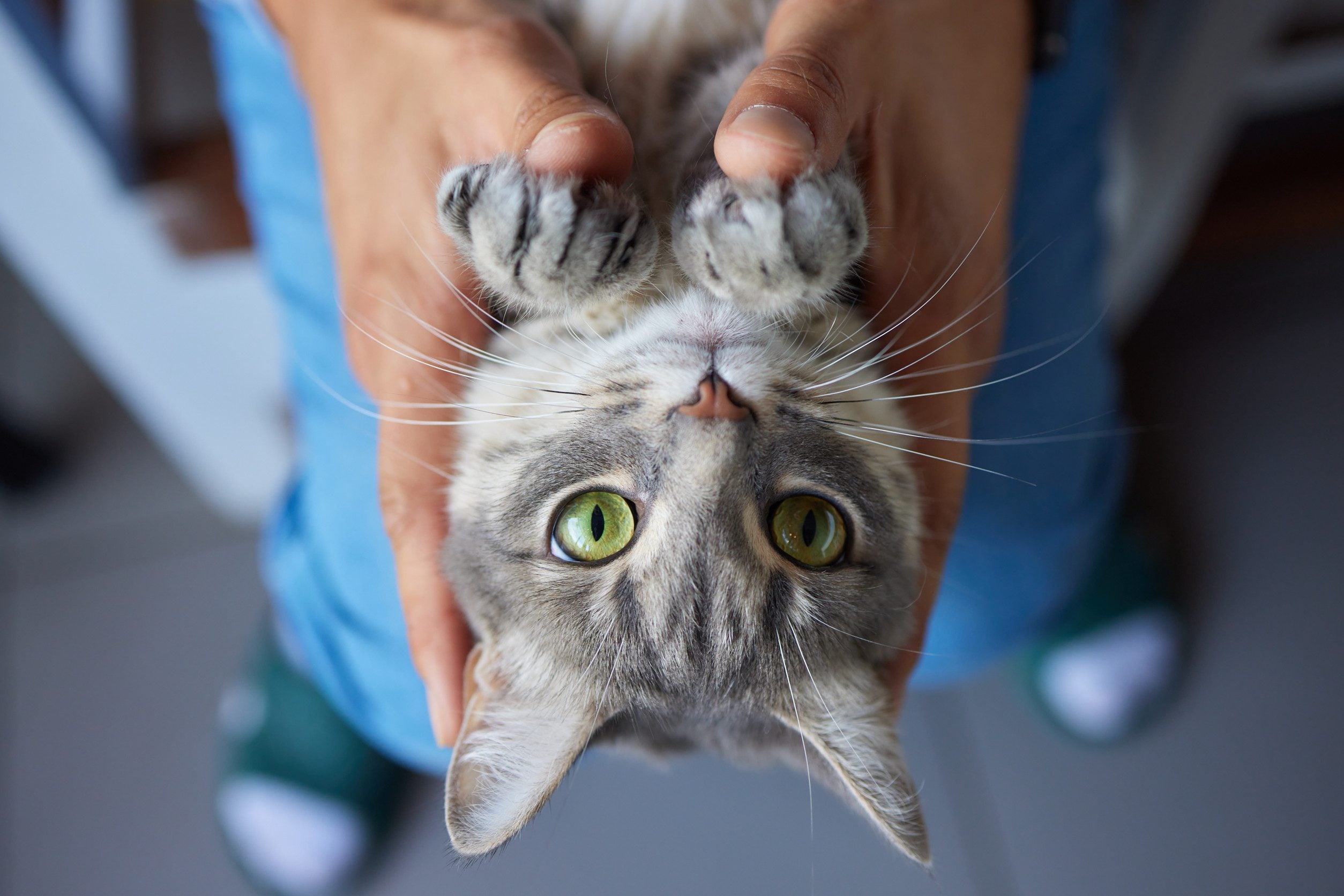 A man holding an emotional support cat’s paws in Columbia, South Carolina.