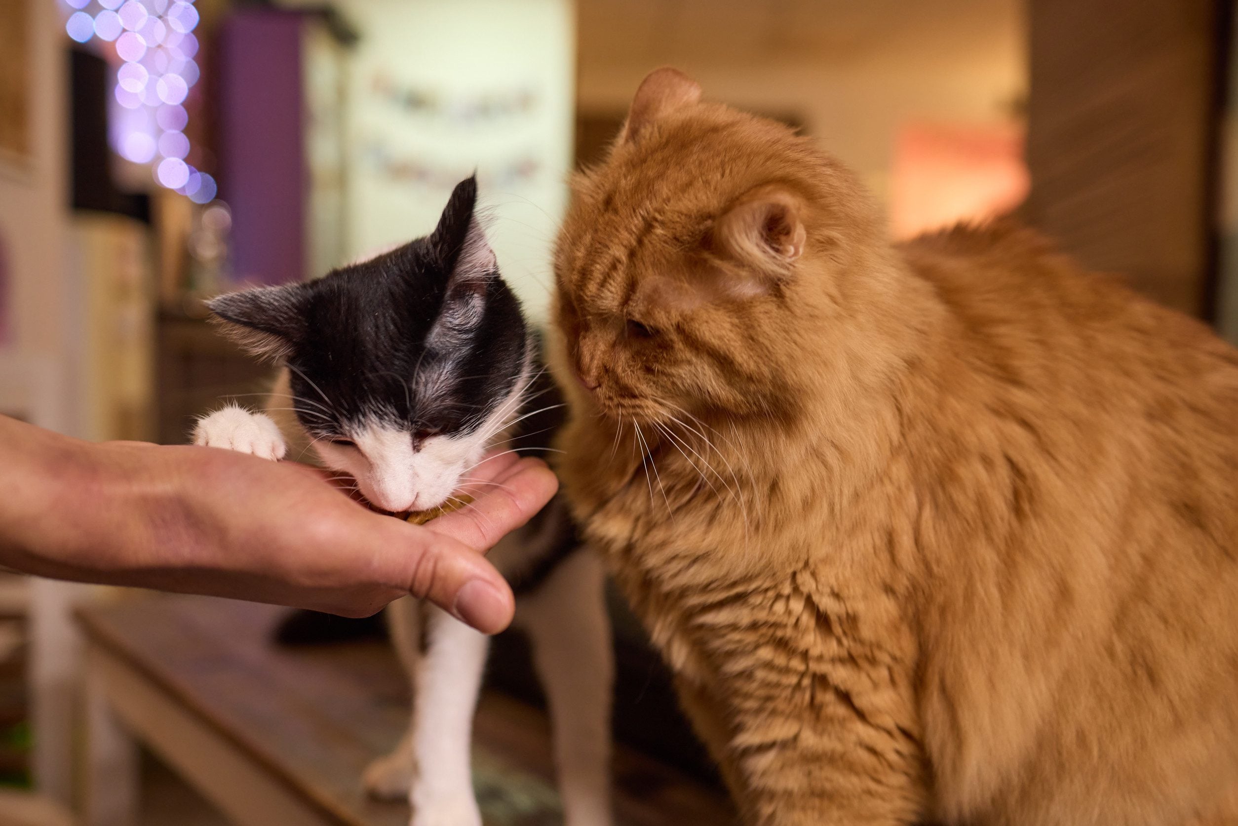 Two cats with an ESA letter in Lubbock at a pet-friendly restaurant.