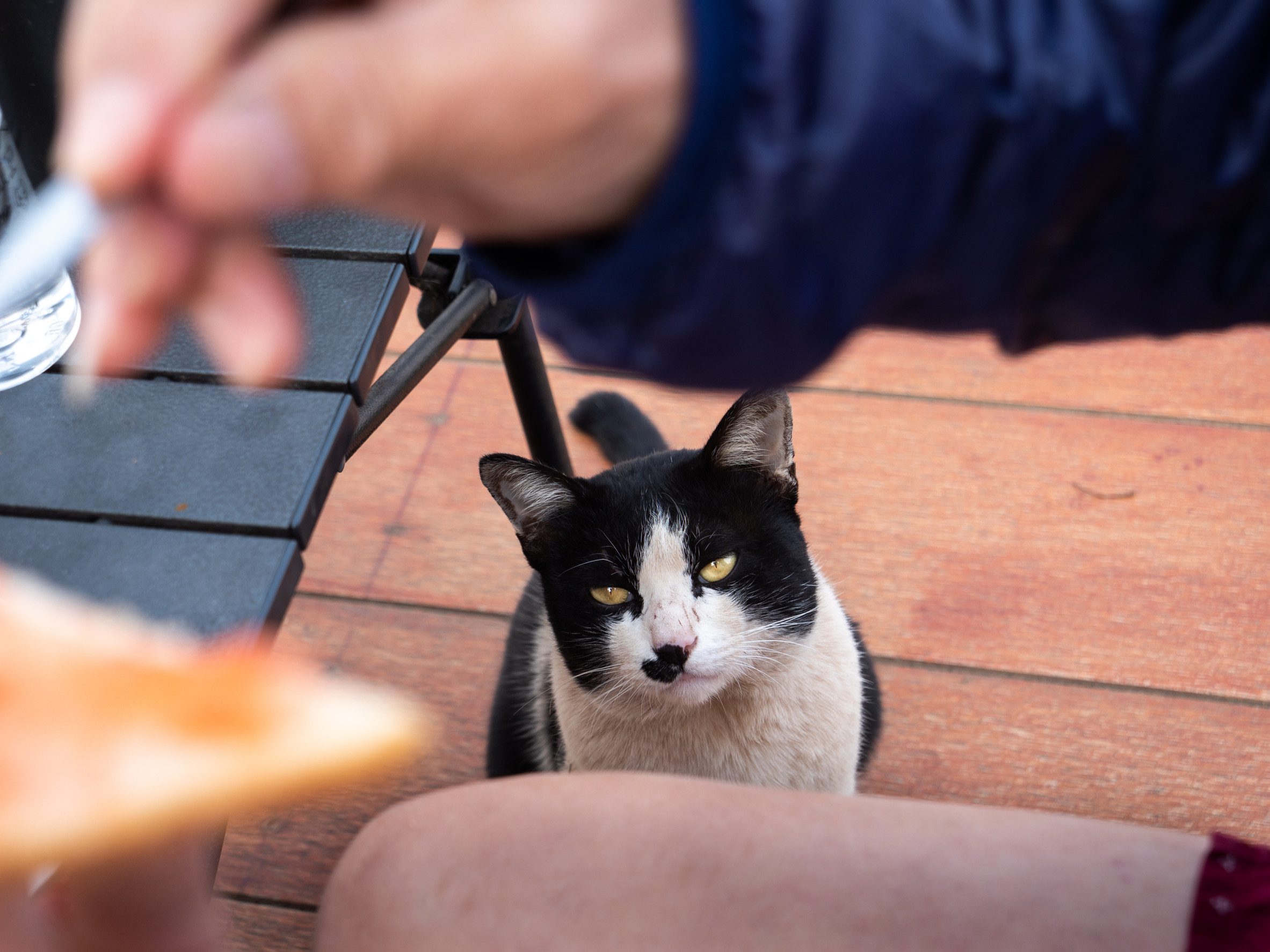 A cat with an ESA letter waiting for table scraps from the owner in a restaurant.